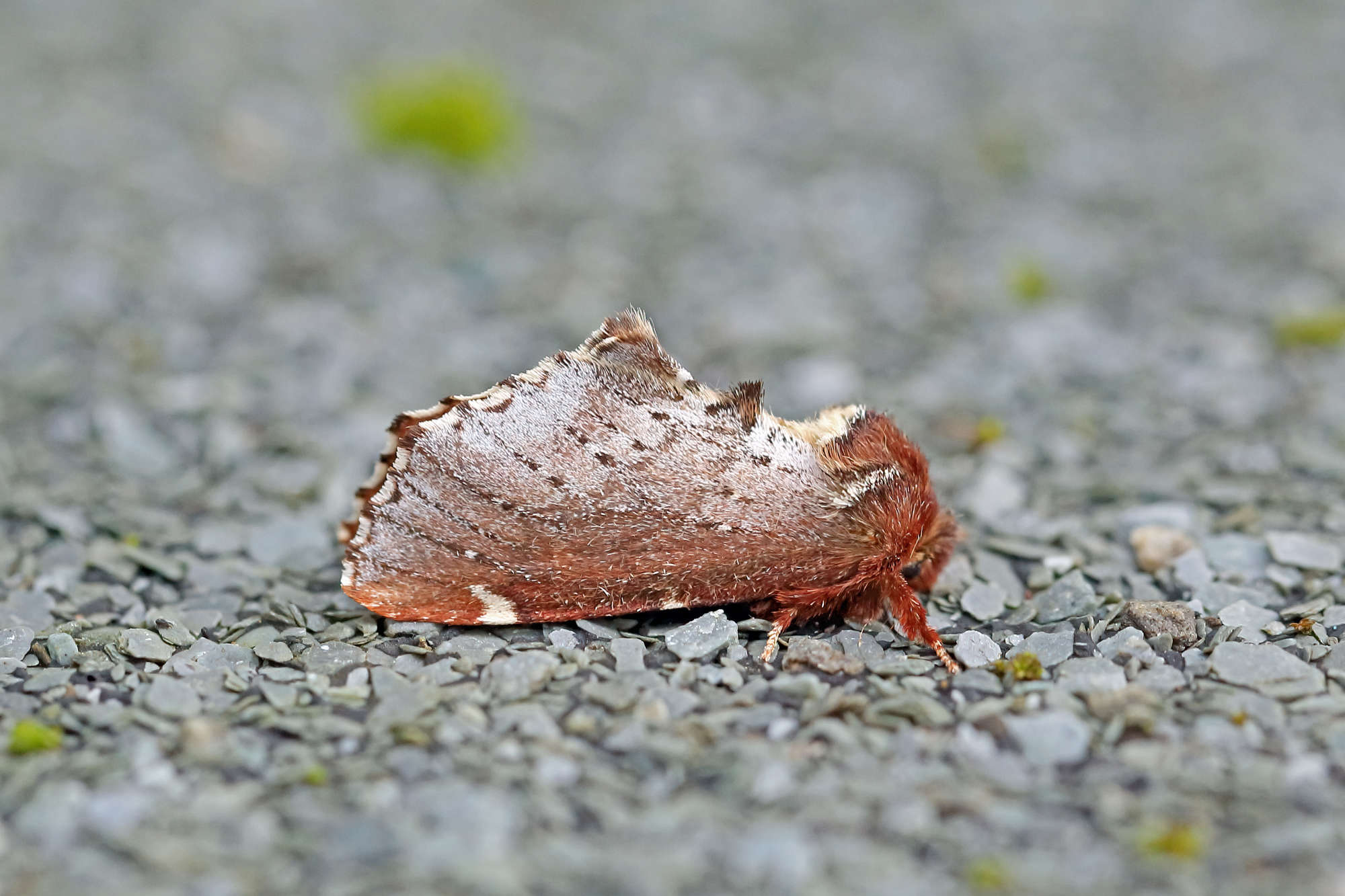 Scarce Prominent (Odontosia carmelita) photographed in Somerset by Nigel Voaden