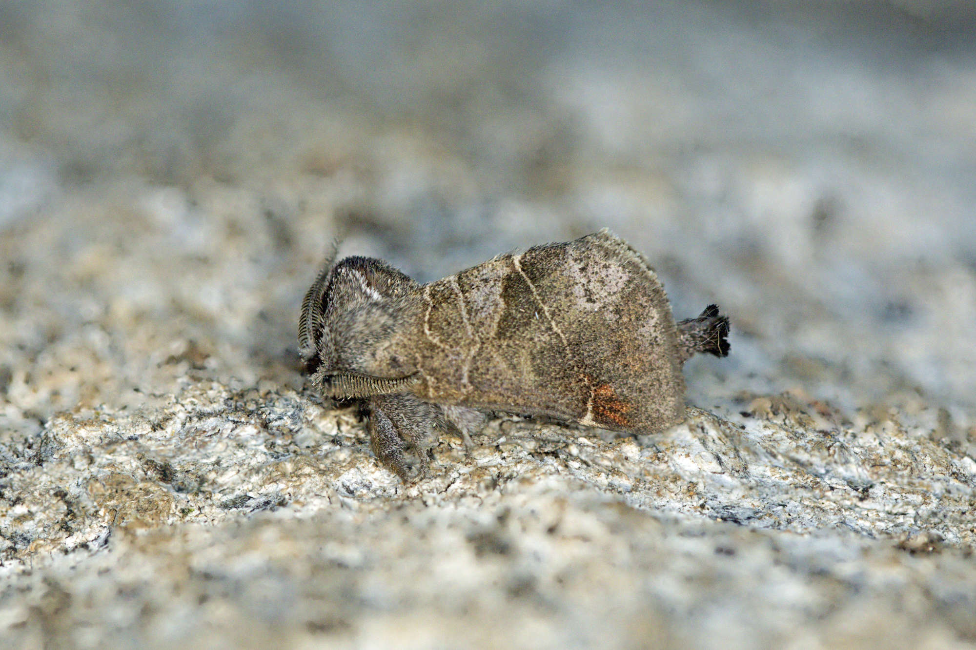 Small Chocolate-tip (Clostera pigra) photographed in Somerset by Nigel Voaden