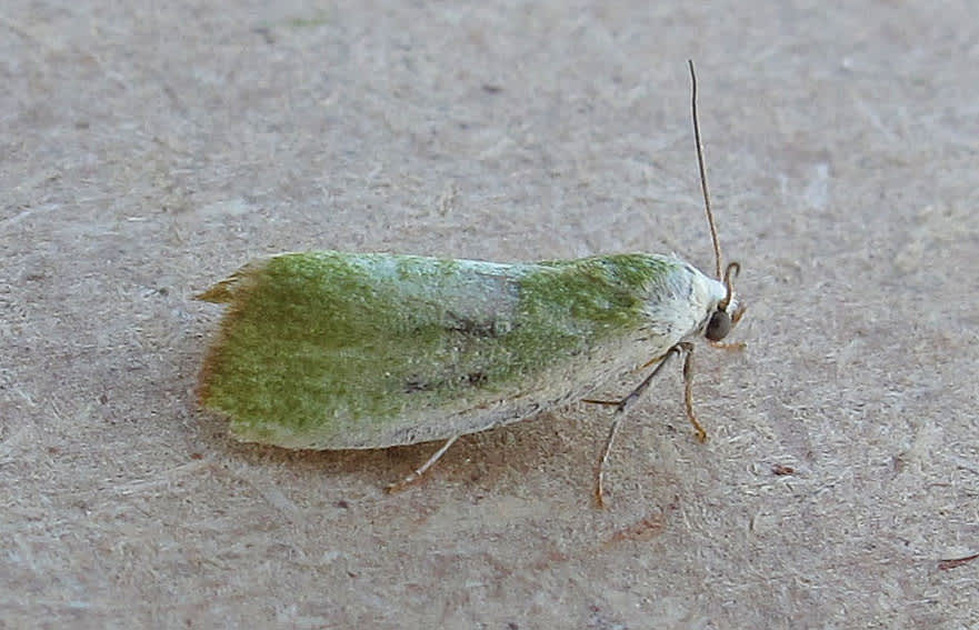 Cream-bordered Green Pea (Earias clorana) photographed in Somerset by Jenny Vickers