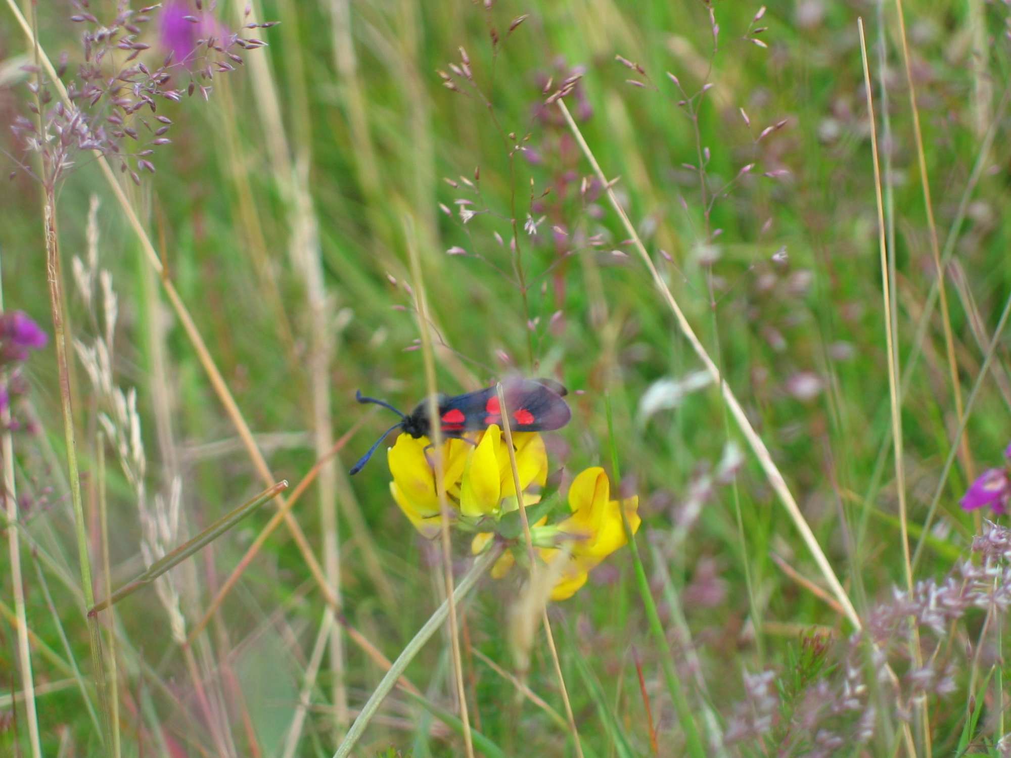 Five-Spot Burnet (Zygaena trifolii) photographed in Somerset by Christopher Iles