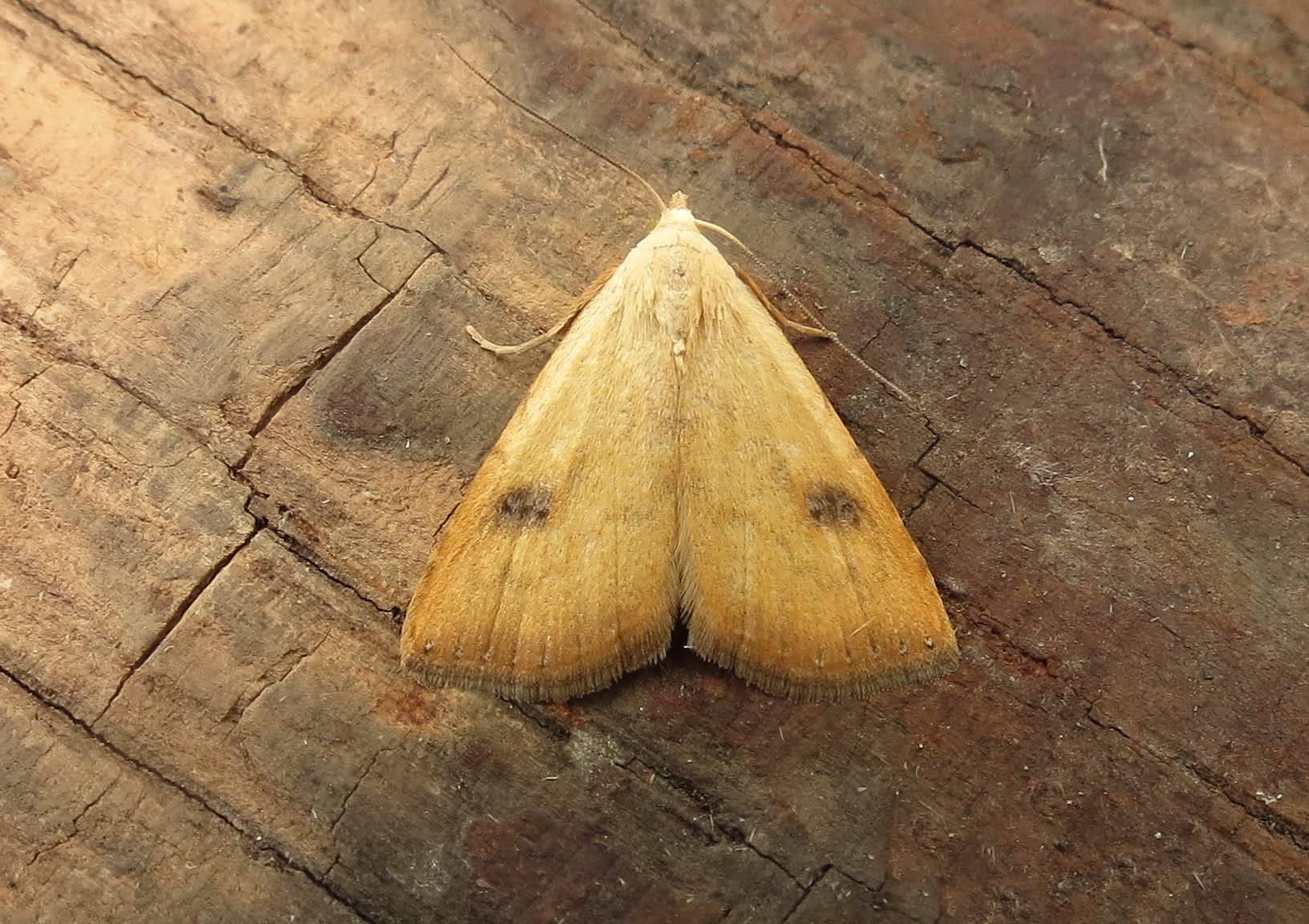 Straw Dot (Rivula sericealis) photographed in Somerset by Steve Chapple