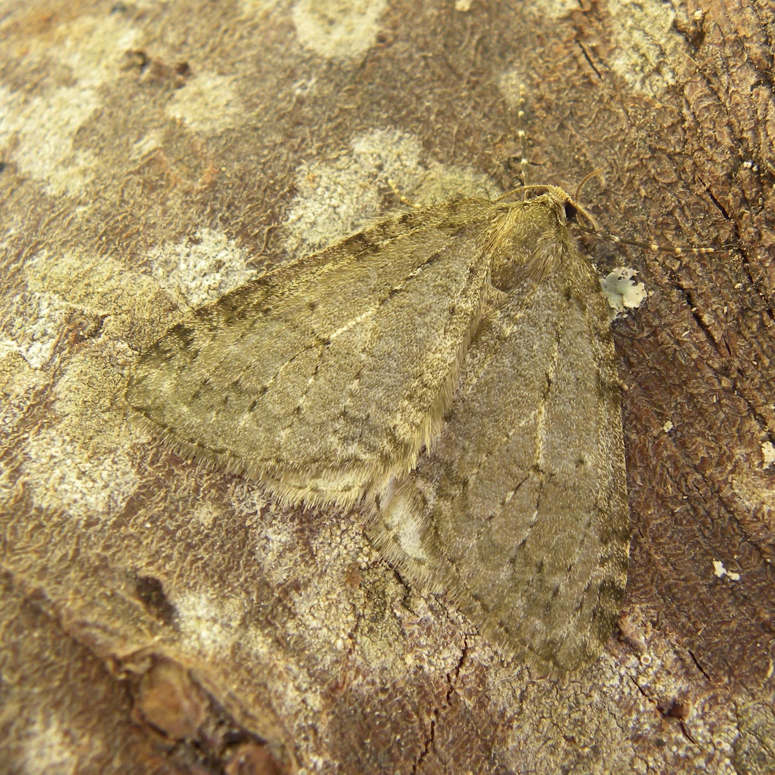 November Moth (Epirrita dilutata) photographed in Somerset by Sue Davies