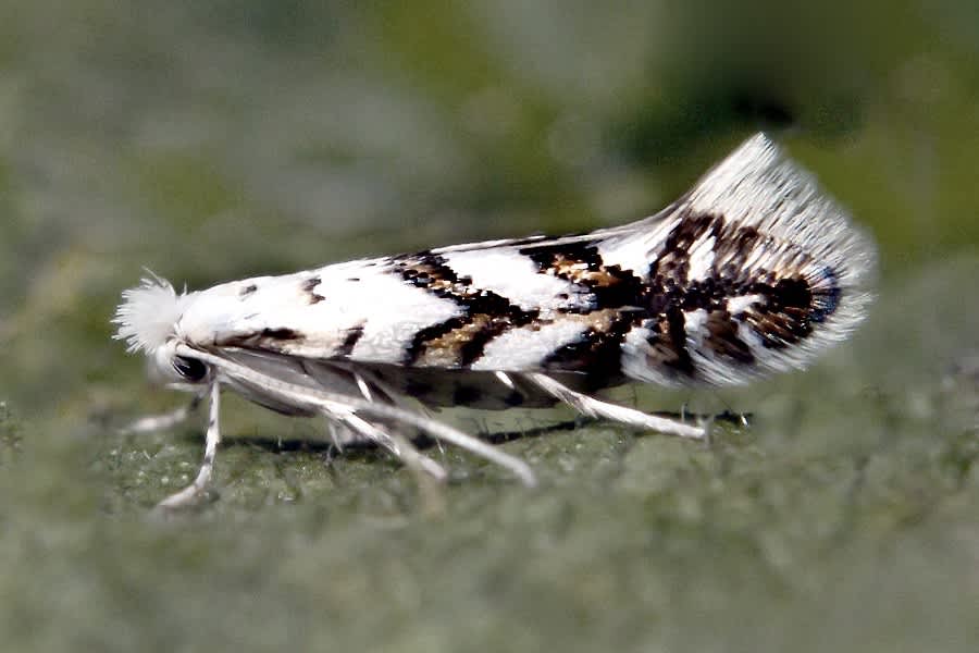 Sycamore Midget (Phyllonorycter geniculella) photographed in Somerset by Paul Wilkins