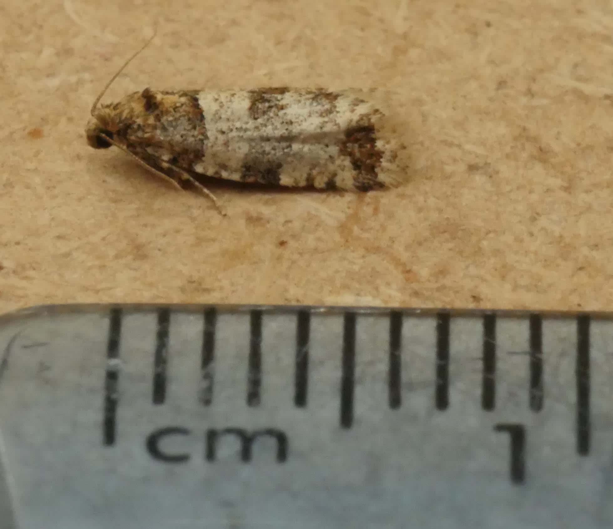 Hedge Tortrix (Isotrias rectifasciana) photographed in Somerset by Jenny Vickers