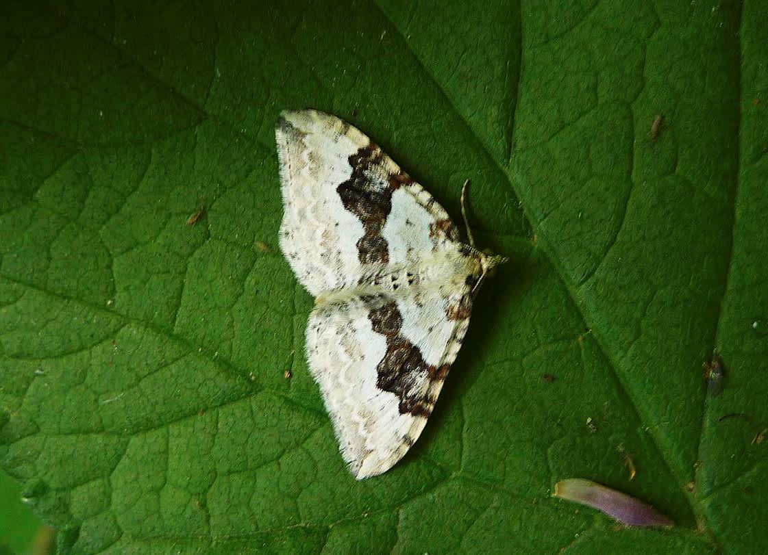 Silver-ground Carpet (Xanthorhoe montanata) photographed in Somerset by John Connolly