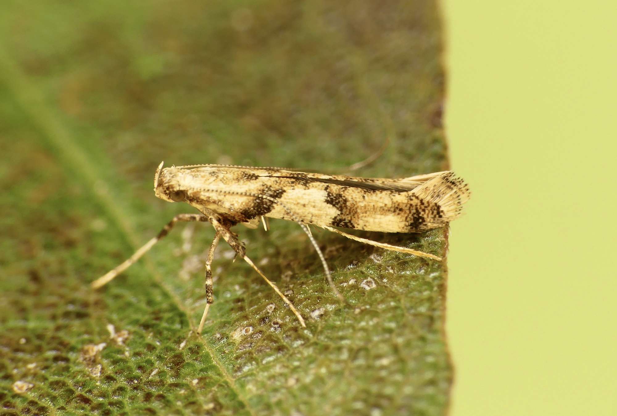 Pale Maple Slender (Caloptilia honoratella) photographed in Somerset by Paul Wilkins
