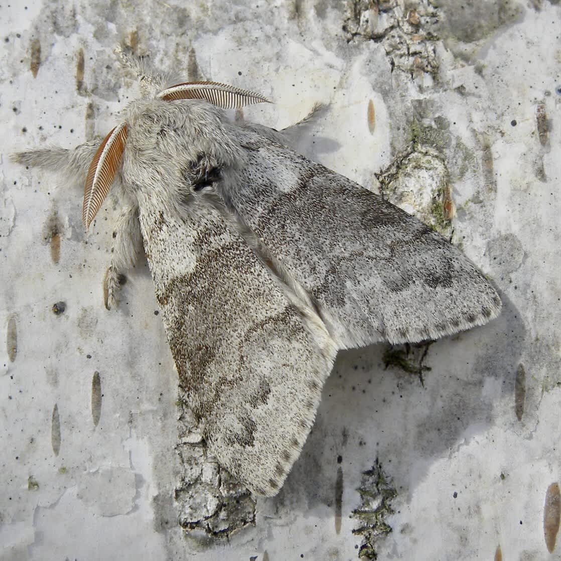 Pale Tussock (Calliteara pudibunda) photographed in Somerset by Sue Davies