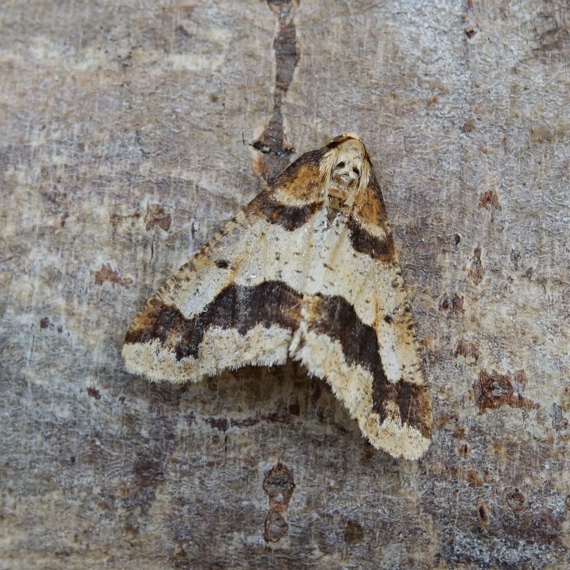 Mottled Umber (Erannis defoliaria) photographed in Somerset by Sue Davies