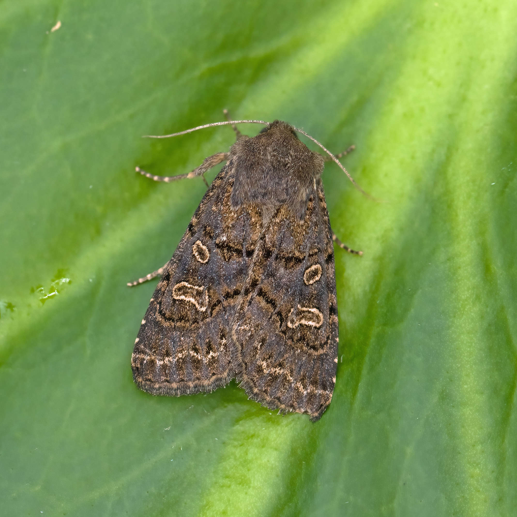 Hedge Rustic (Tholera cespitis) photographed in Somerset by Nigel Voaden