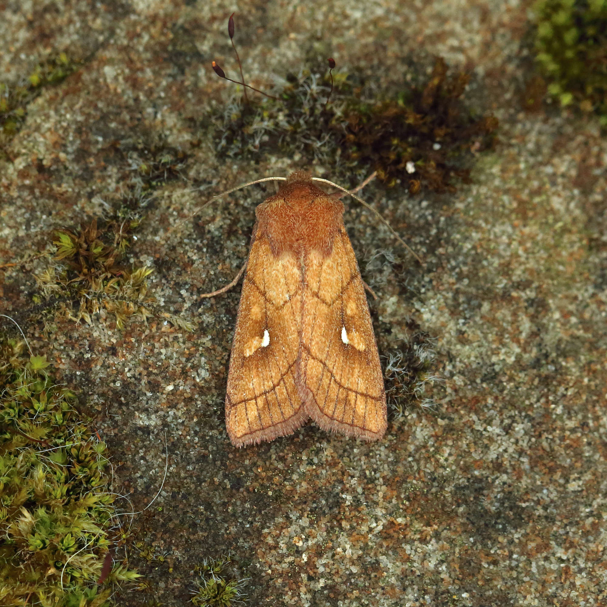 Brown-line Bright-eye (Mythimna conigera) photographed in Somerset by Nigel Voaden