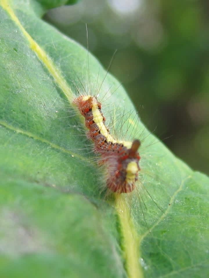 Grey Dagger (Acronicta psi) photographed in Somerset by Christopher Iles