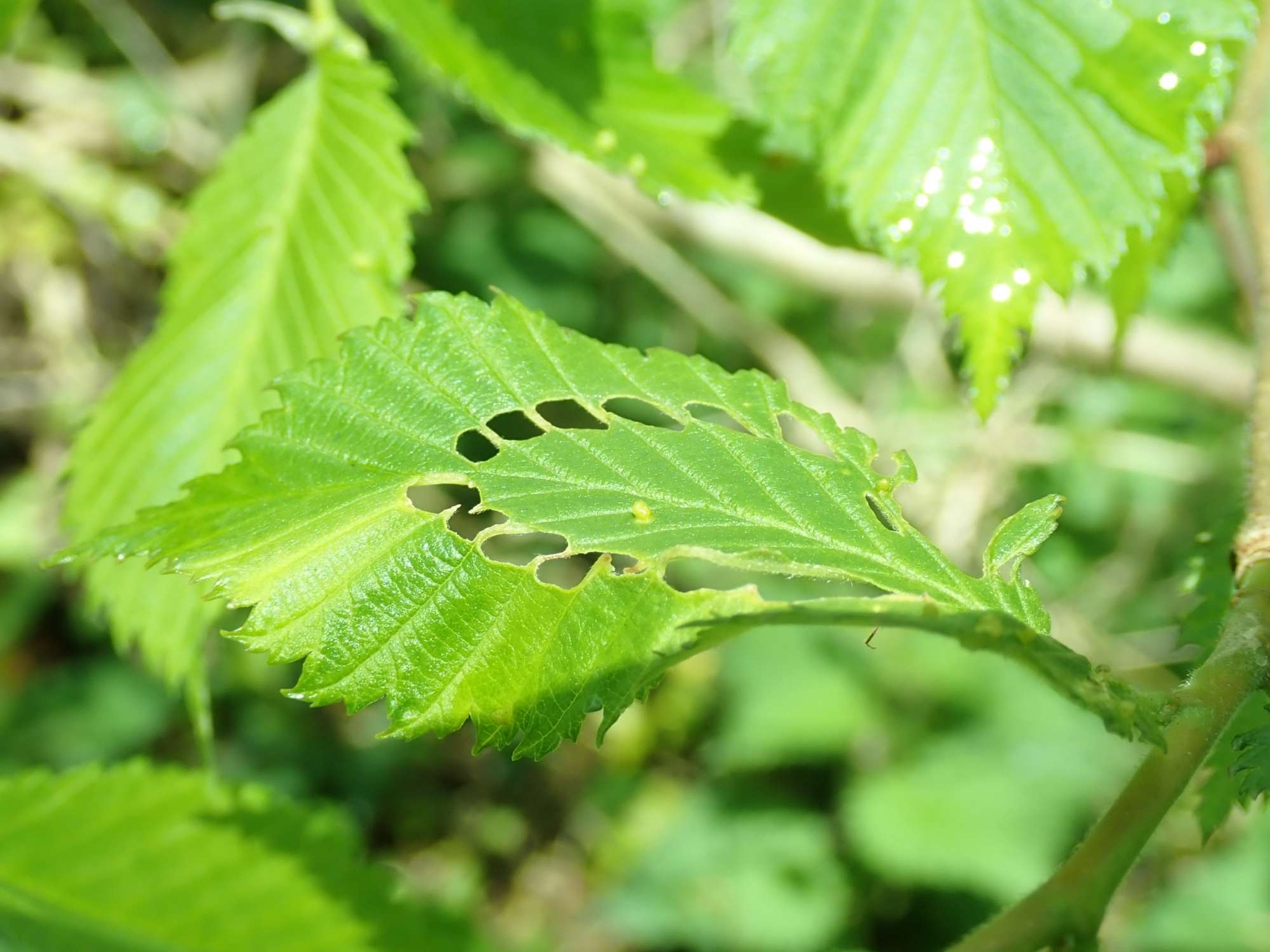 Brown Elm Bell (Epinotia abbreviana) photographed in Somerset by Christopher Iles