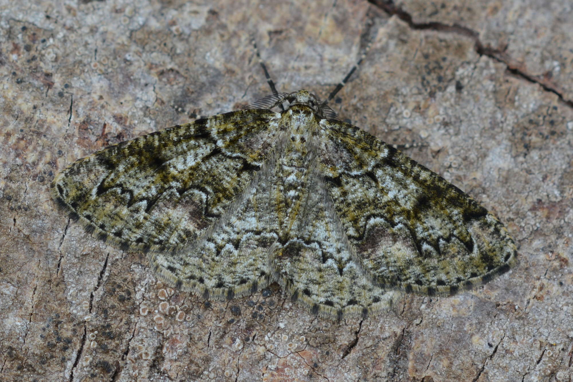 Brussels Lace (Cleorodes lichenaria) photographed in Somerset by Sue Davies