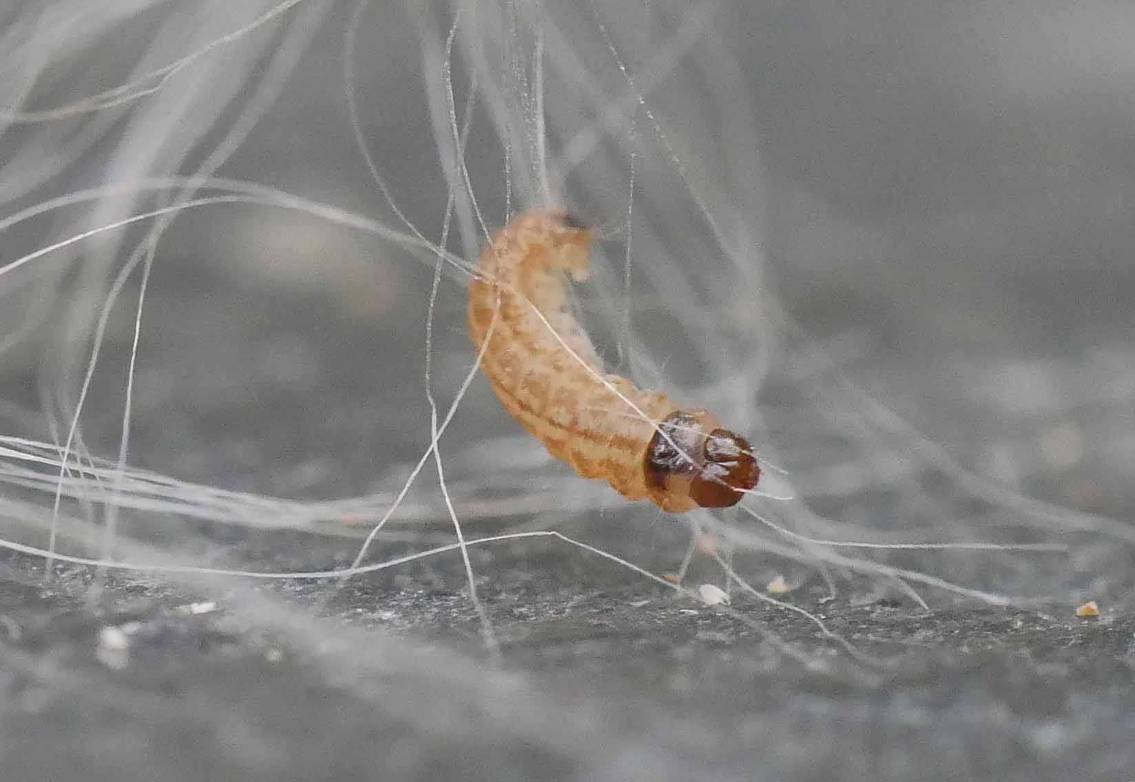 Bulrush Cosmet (Limnaecia phragmitella) photographed in Somerset by Jenny Vickers