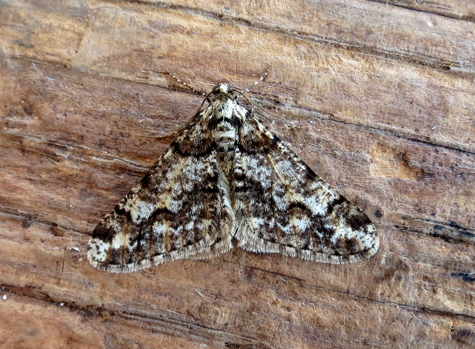 Spring Usher (Agriopis leucophaearia) photographed in Somerset by Steve Chapple