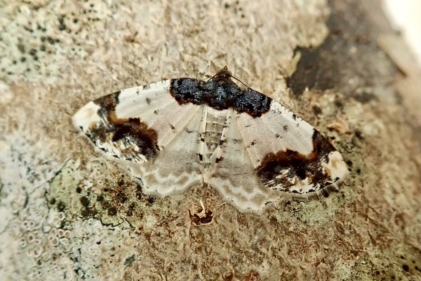 Scorched Carpet (Ligdia adustata) photographed in Somerset by Sue Davies