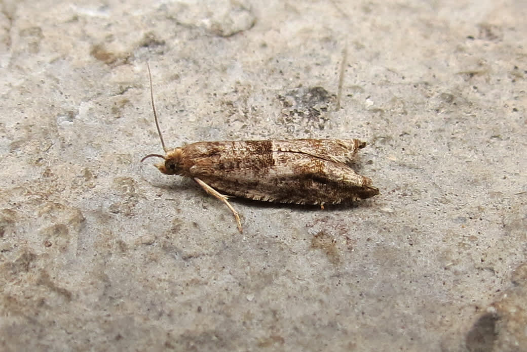 Holly Tortrix (Rhopobota naevana) photographed in Somerset by Steve Chapple