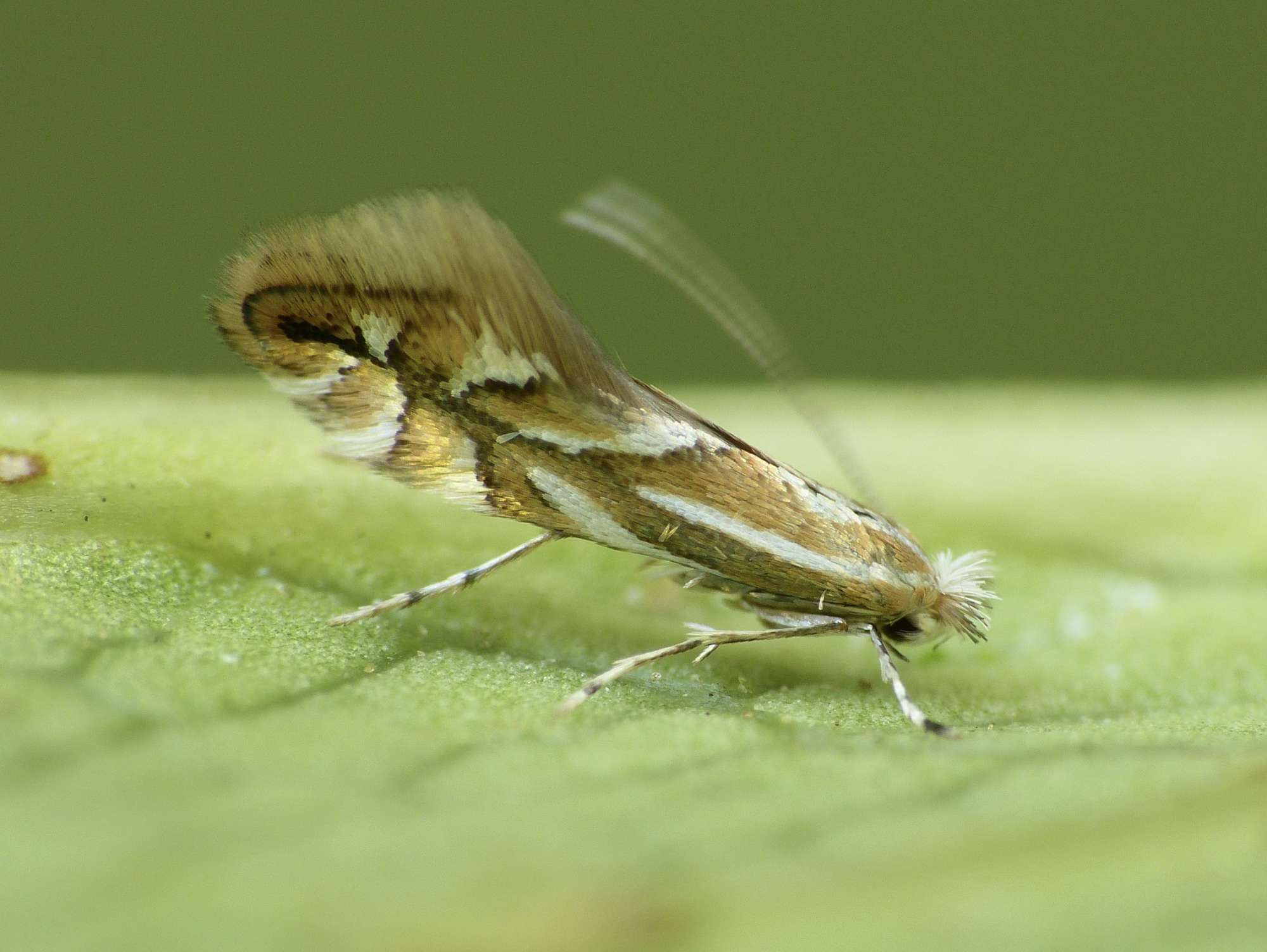 Cherry Midget (Phyllonorycter cerasicolella) photographed in Somerset by Paul Wilkins