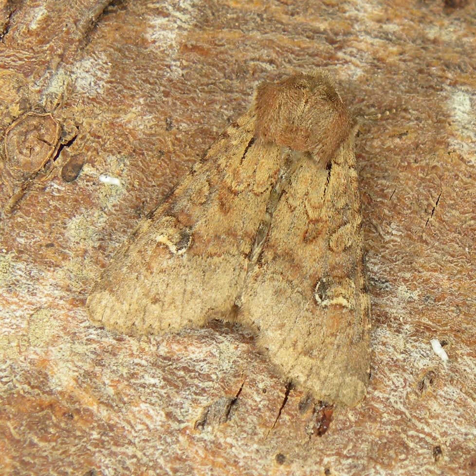 Rustic Shoulder-knot (Apamea sordens) photographed in Somerset by Sue Davies