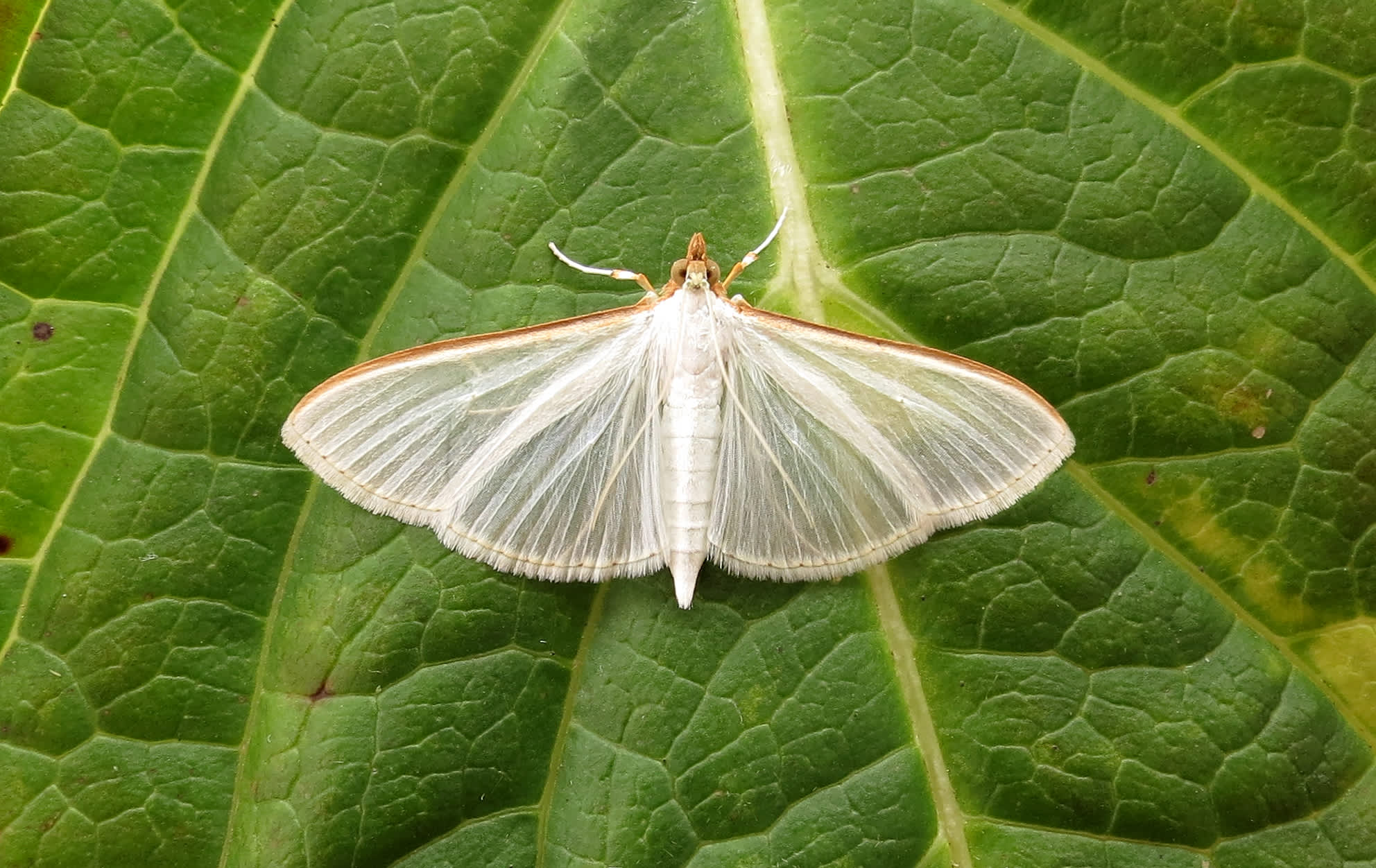 Olive-tree Pearl (Palpita vitrealis) photographed in Somerset by Steve Chapple