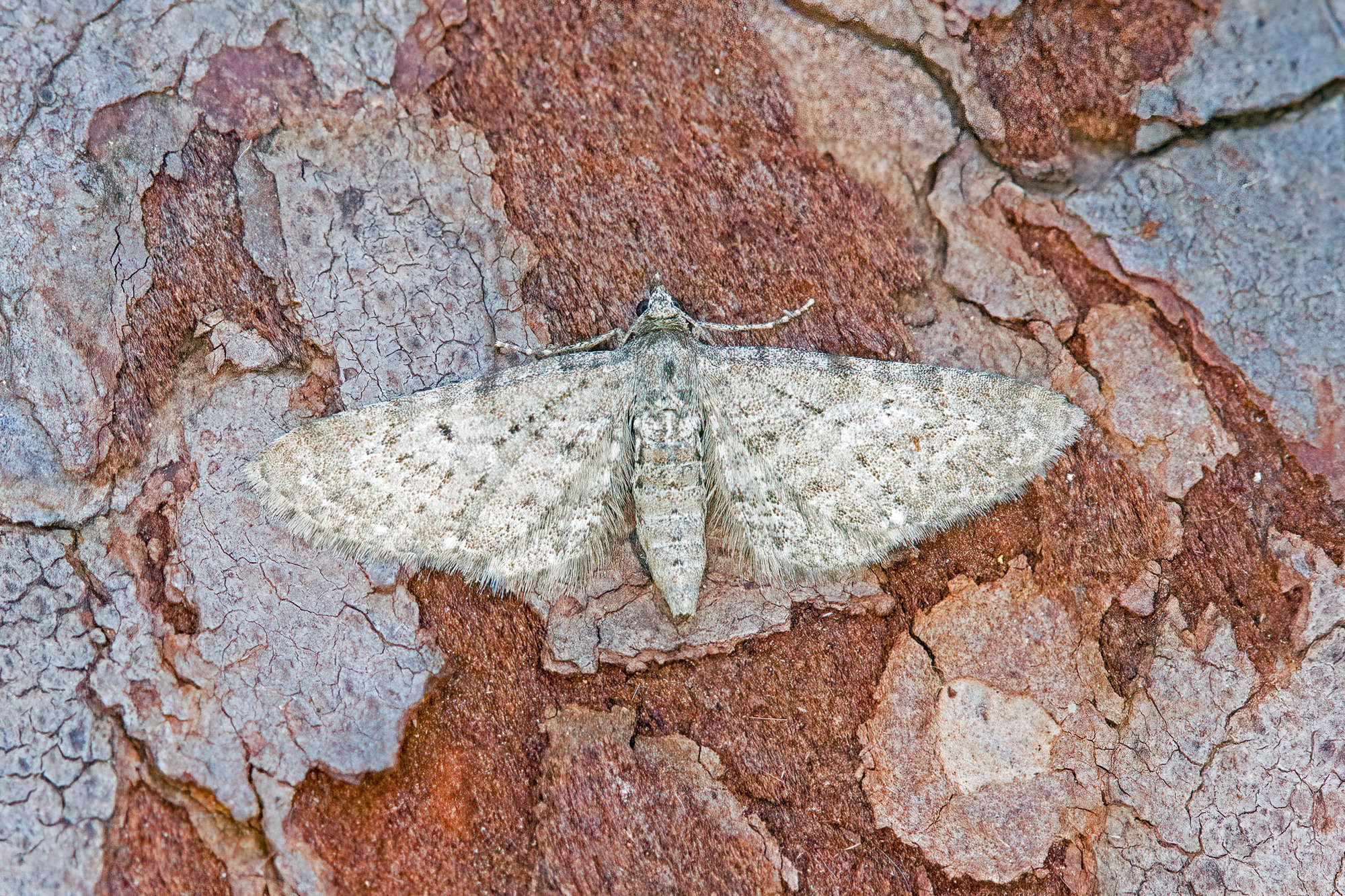 Satyr Pug (Eupithecia satyrata) photographed in Somerset by Nigel Voaden