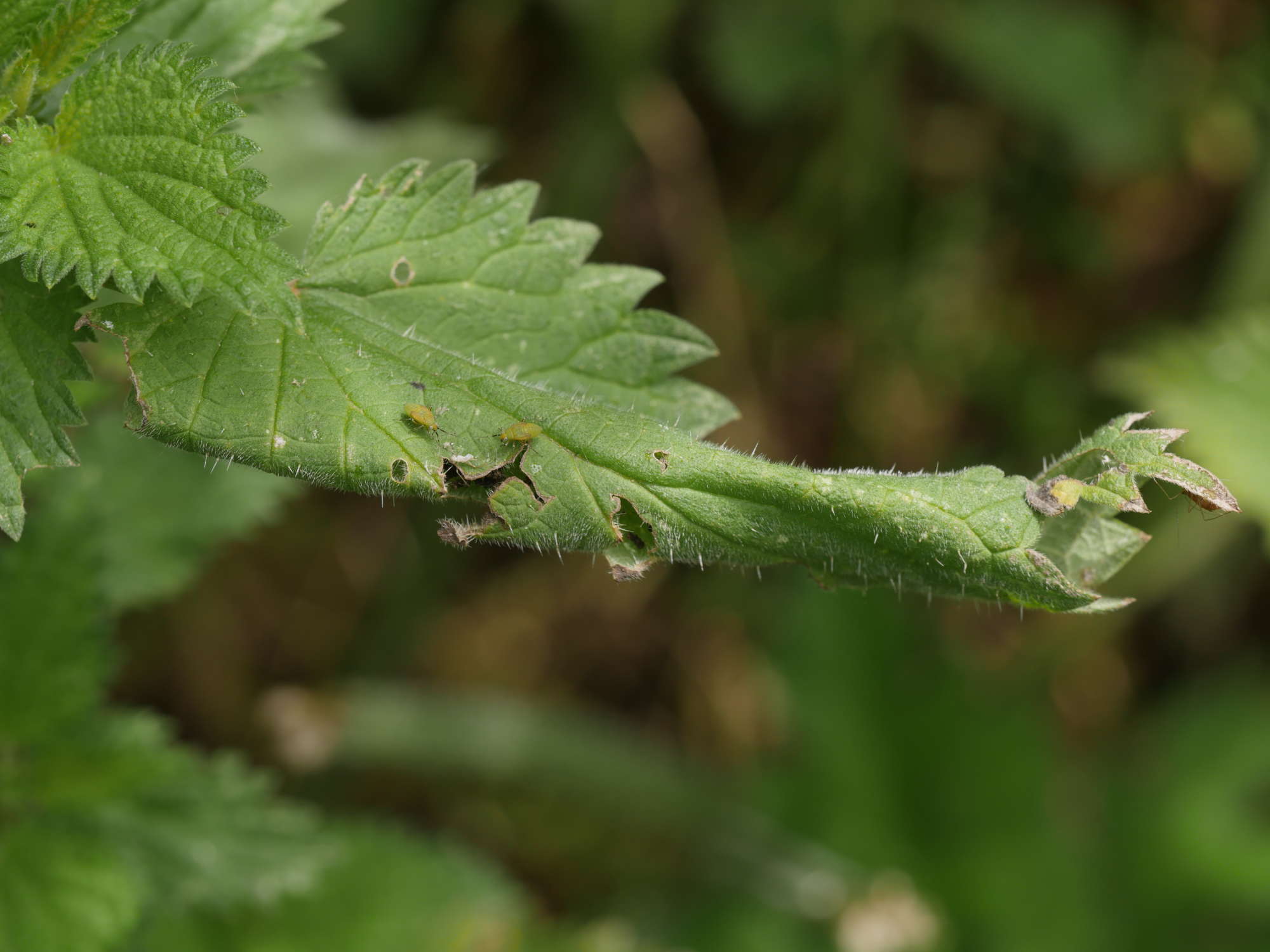 Mother of Pearl (Patania ruralis) photographed in Somerset by Jenny Vickers