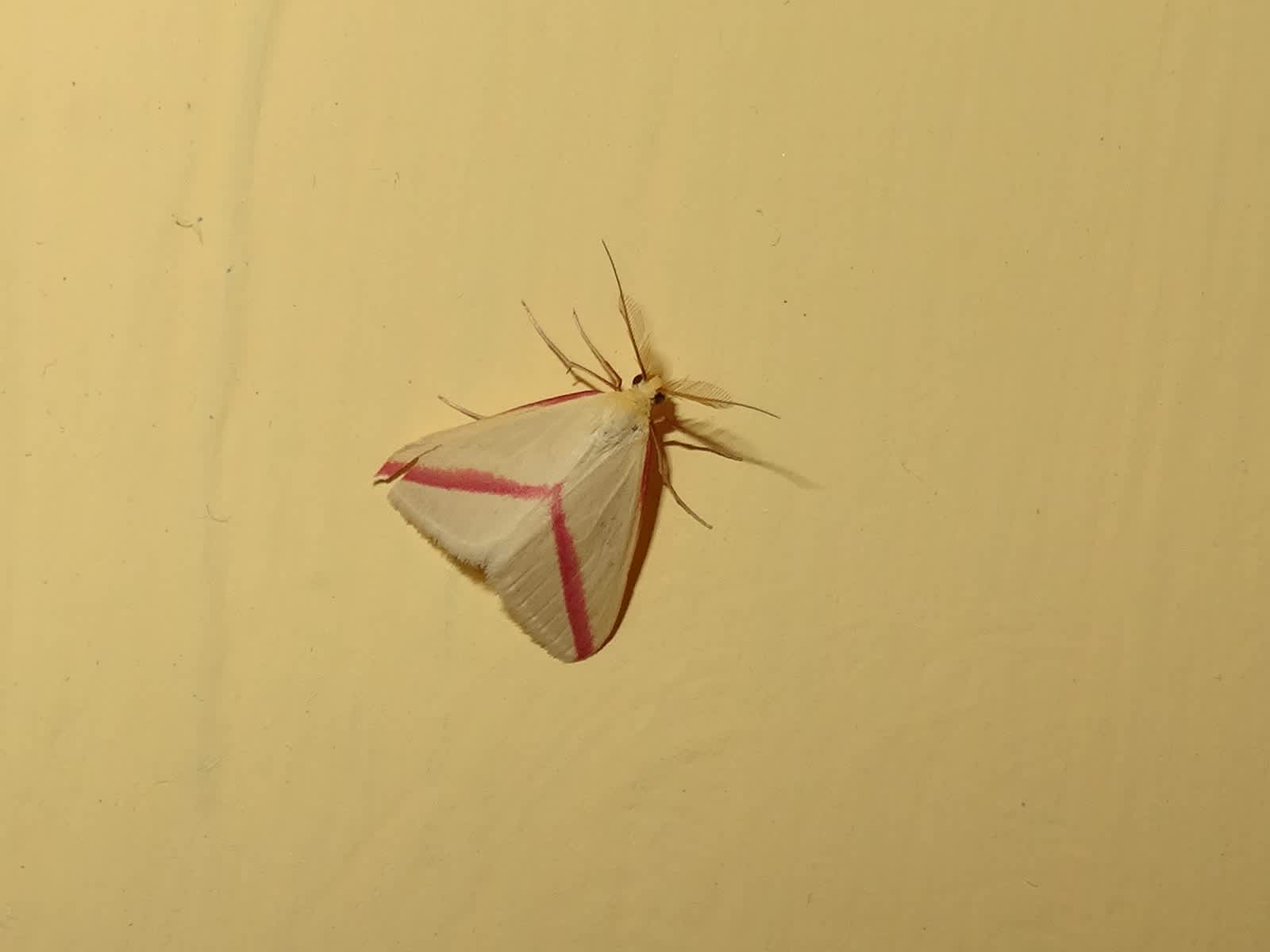 The Vestal (Rhodometra sacraria) photographed in Somerset by Christopher Iles