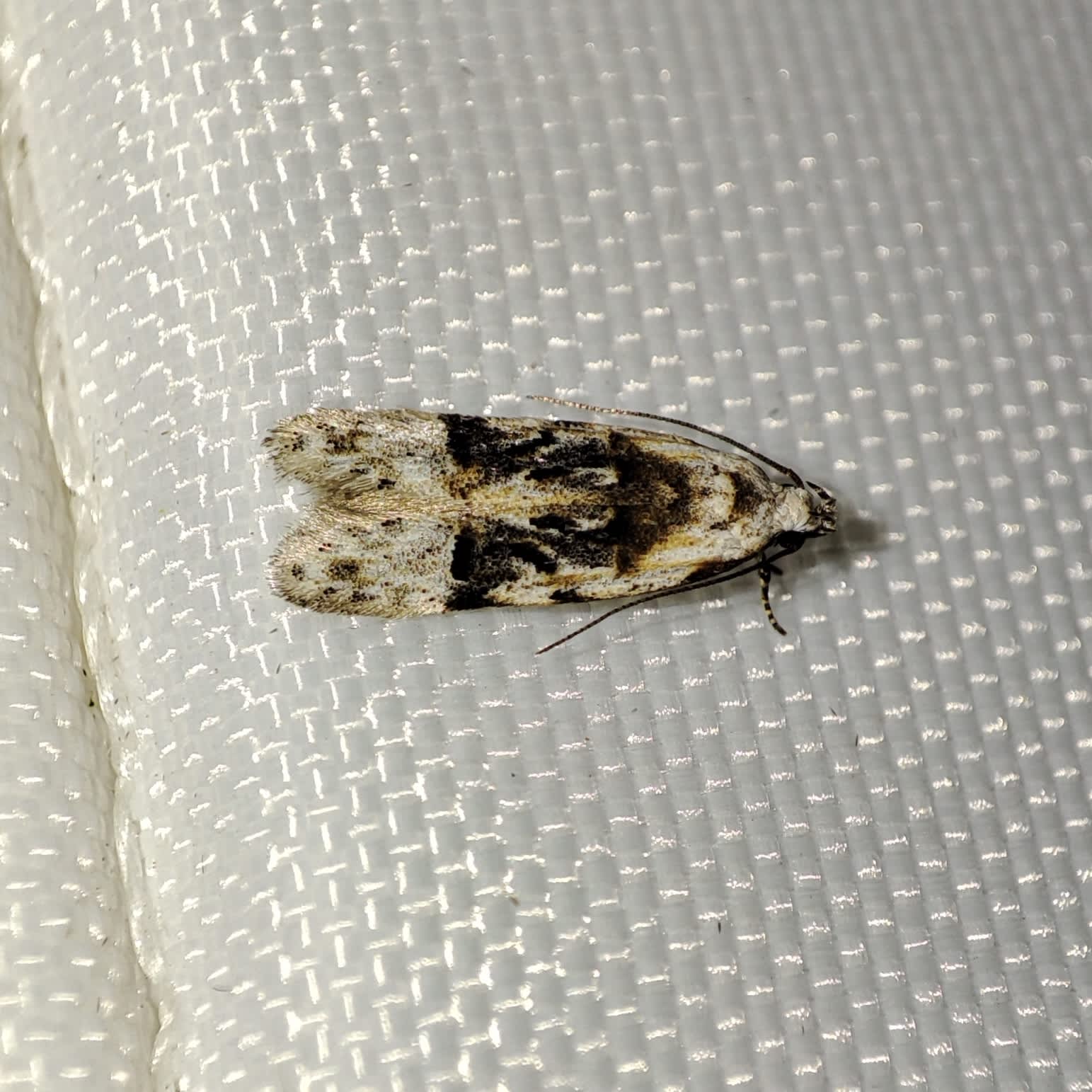 Horse-shoe Groundling (Altenia scriptella) photographed in Somerset by Jane Cole