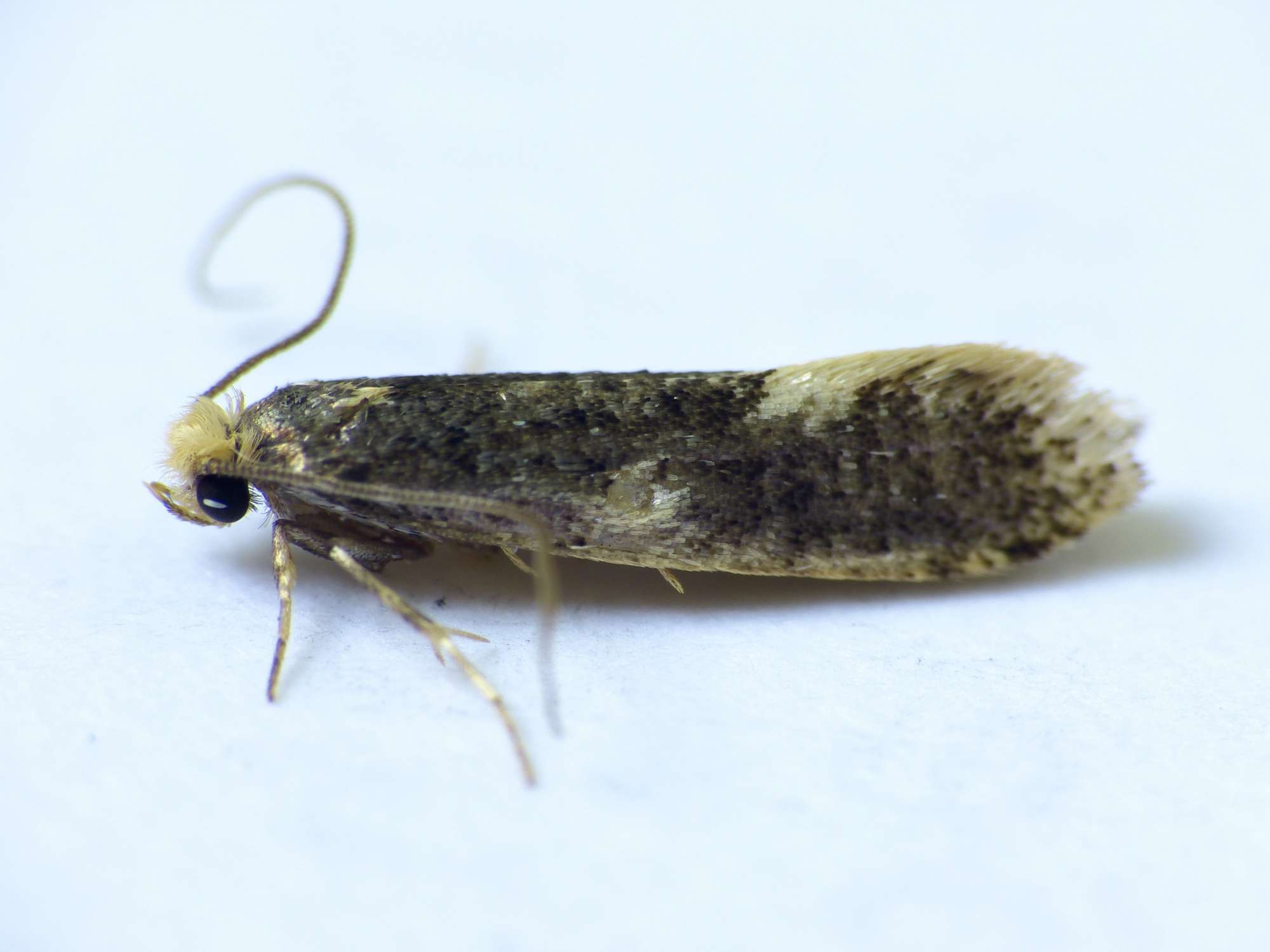 Carrion Moth (Monopis weaverella) photographed in Somerset by Paul Wilkins