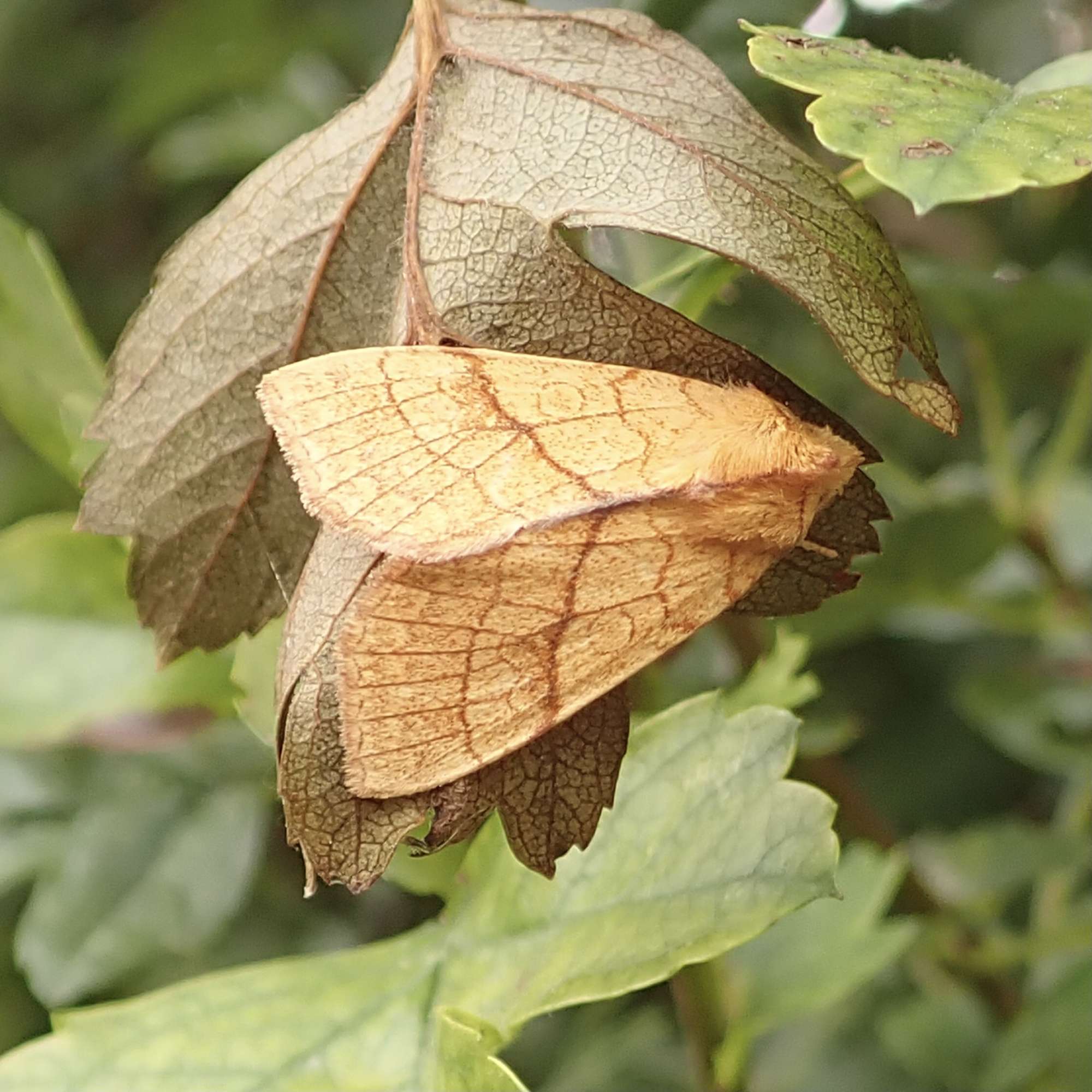 Orange Sallow (Tiliacea citrago) photographed in Somerset by Sue Davies