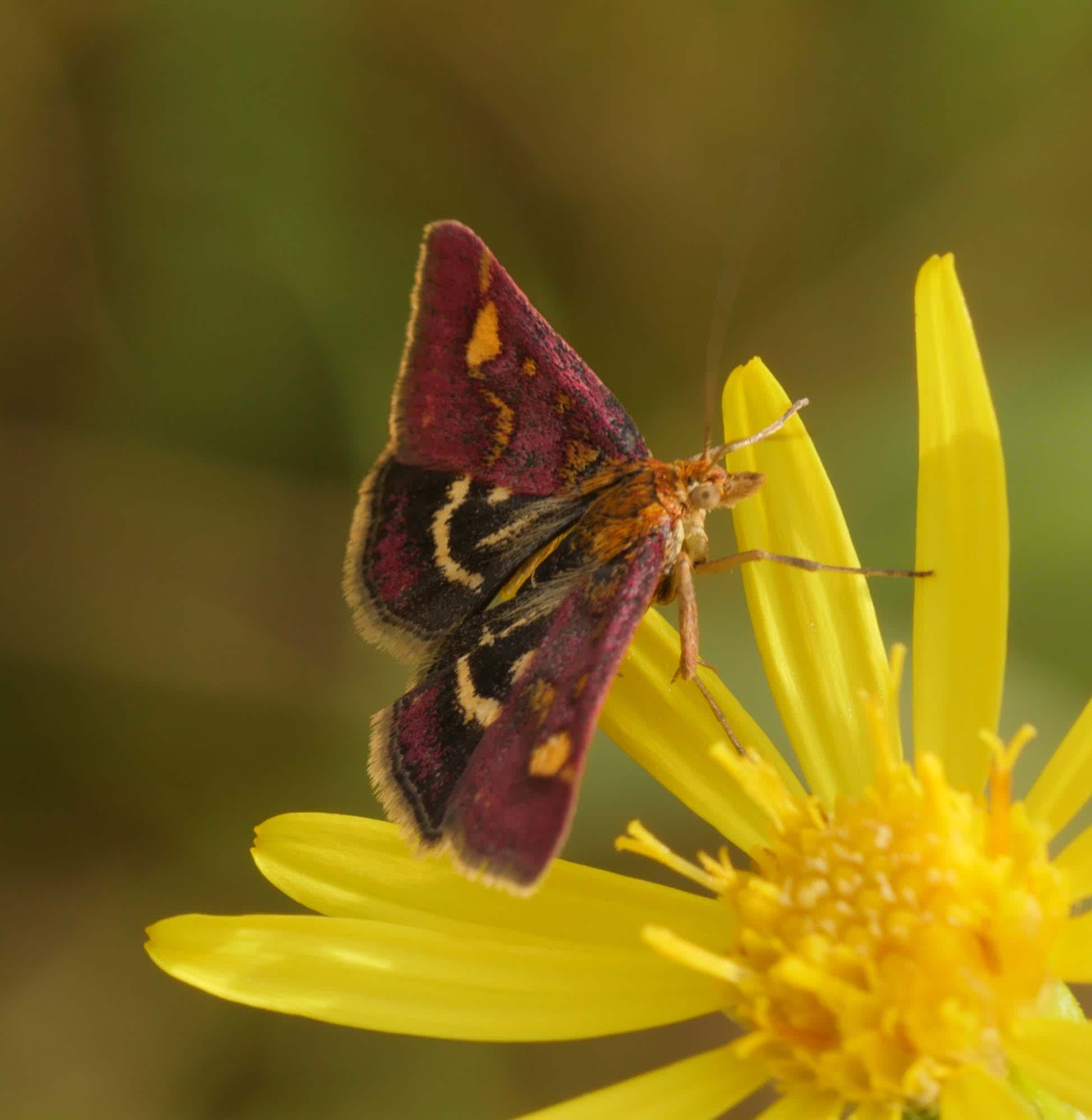 Common Purple & Gold (Pyrausta purpuralis) photographed in Somerset by Jenny Vickers