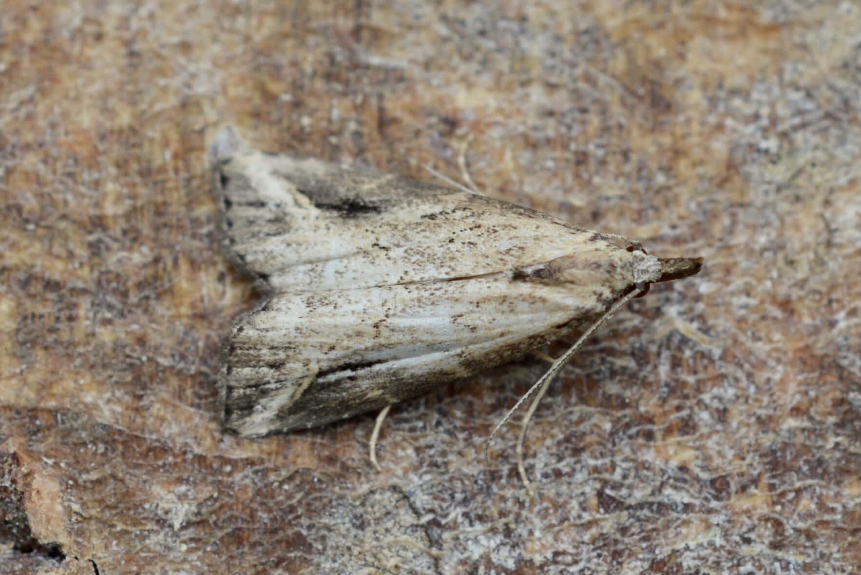 Pinion-streaked Snout (Schrankia costaestrigalis) photographed in Somerset by Sue Davies