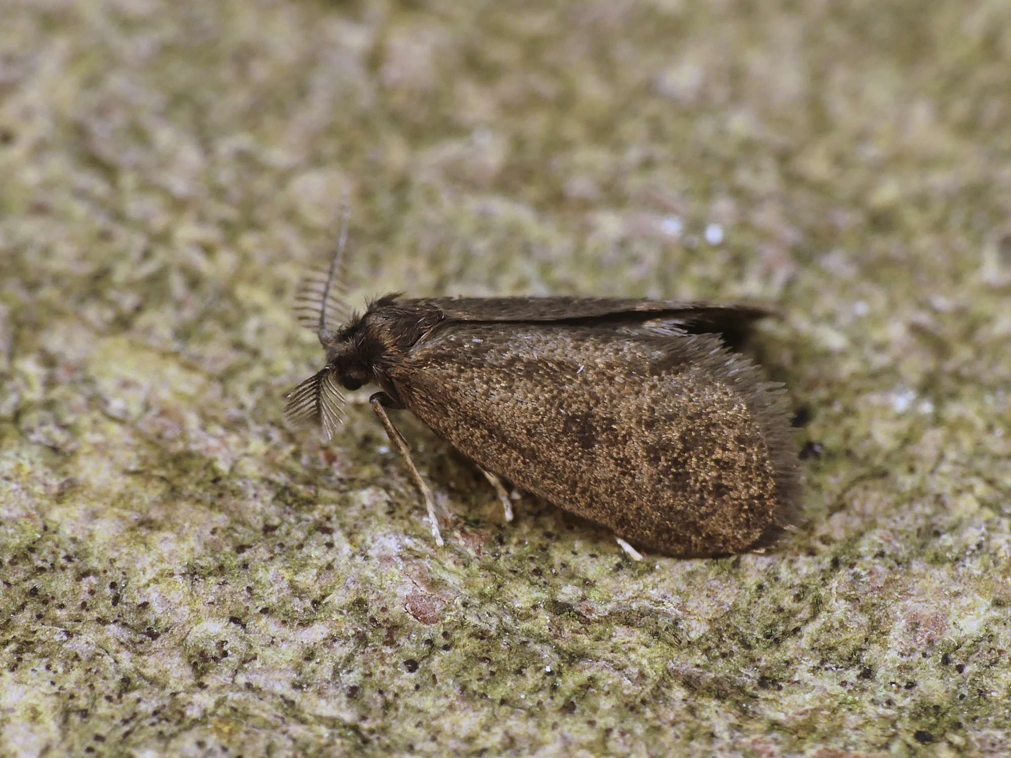 Common Bagworm (Psyche casta) photographed in Somerset by Paul Wilkins