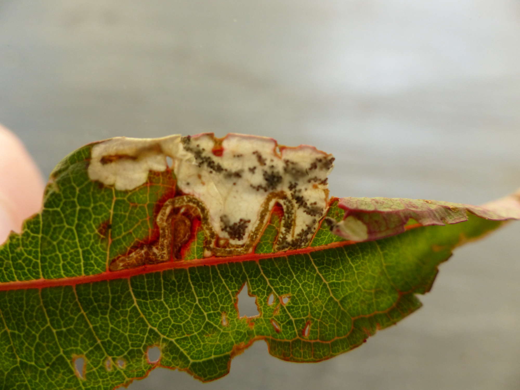 Little Mompha (Mompha raschkiella) photographed in Somerset by Jenny Vickers