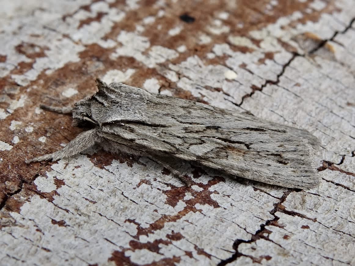 Blair's Shoulder-knot (Lithophane leautieri) photographed in Somerset by Sue Davies