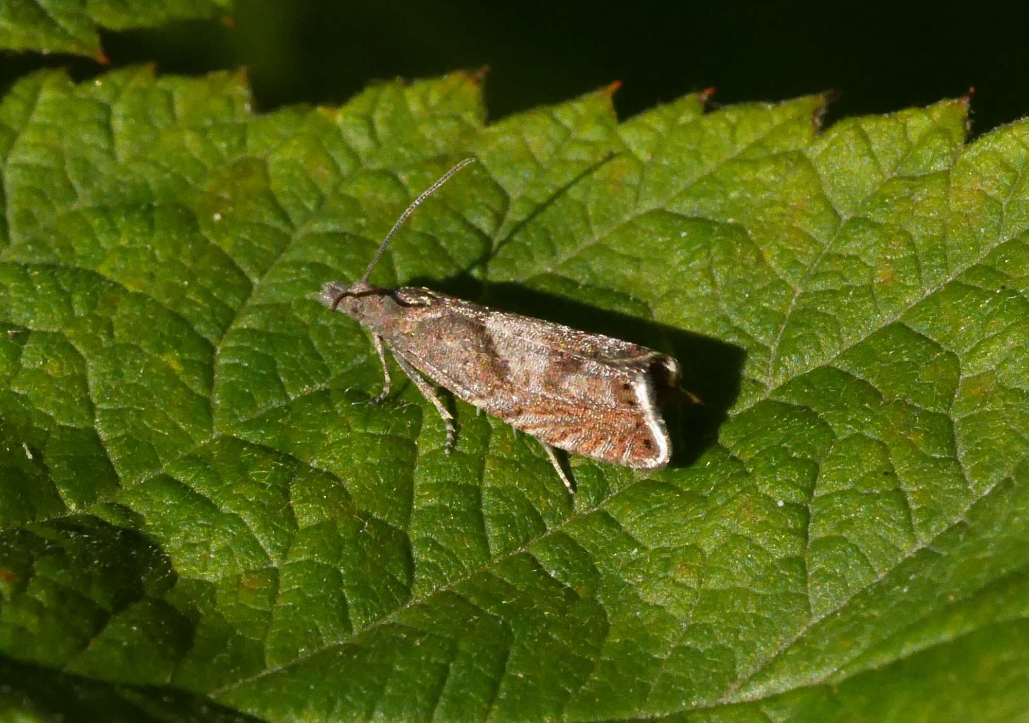 Sharp-winged Drill (Dichrorampha acuminatana) photographed in Somerset by John Connolly