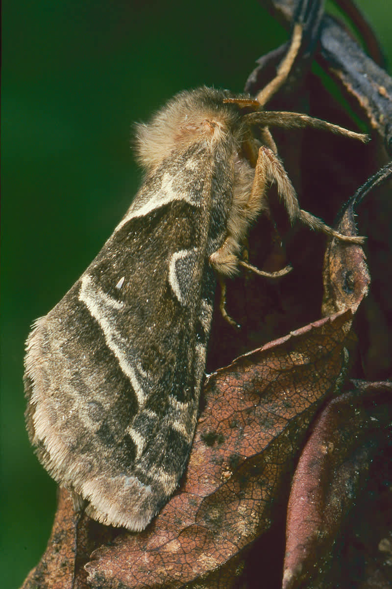 Orange Swift (Triodia sylvina) photographed in Somerset by John Bebbington