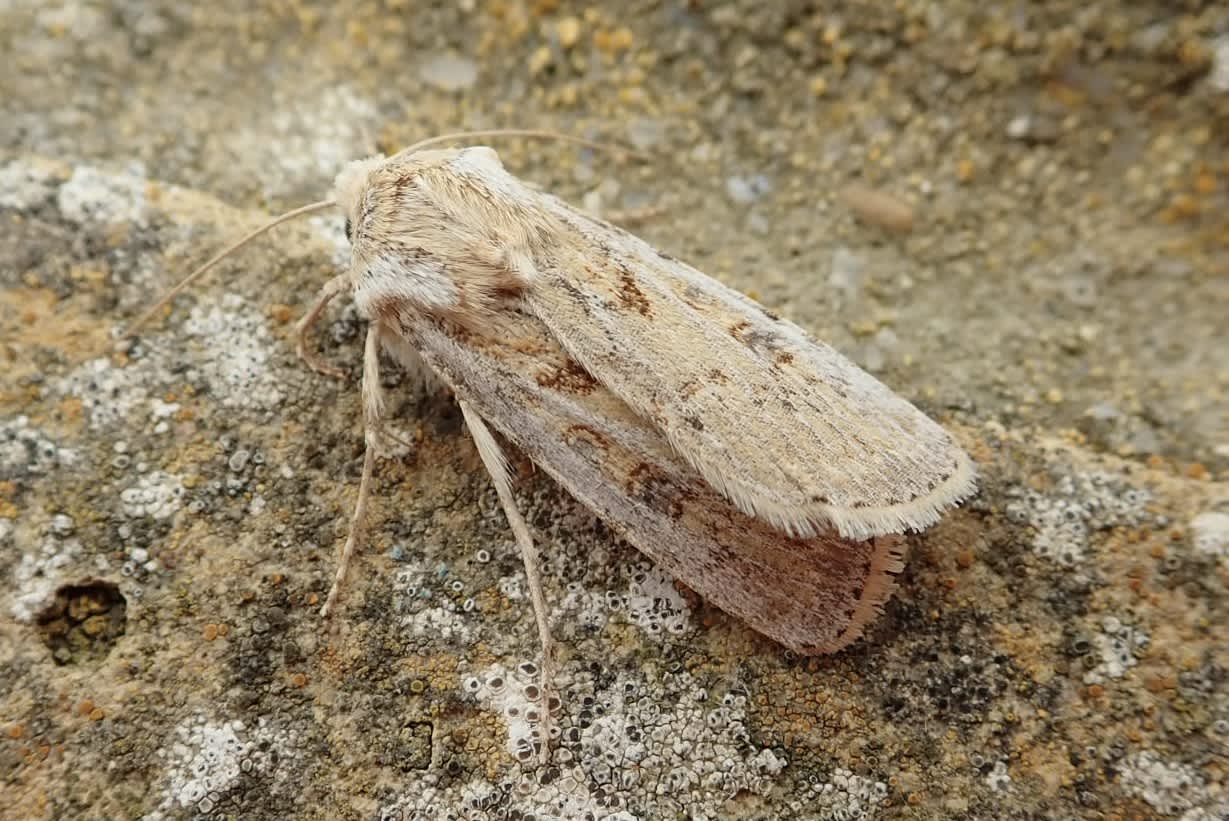 Sand Dart (Agrotis ripae) photographed in Somerset by Sue Davies