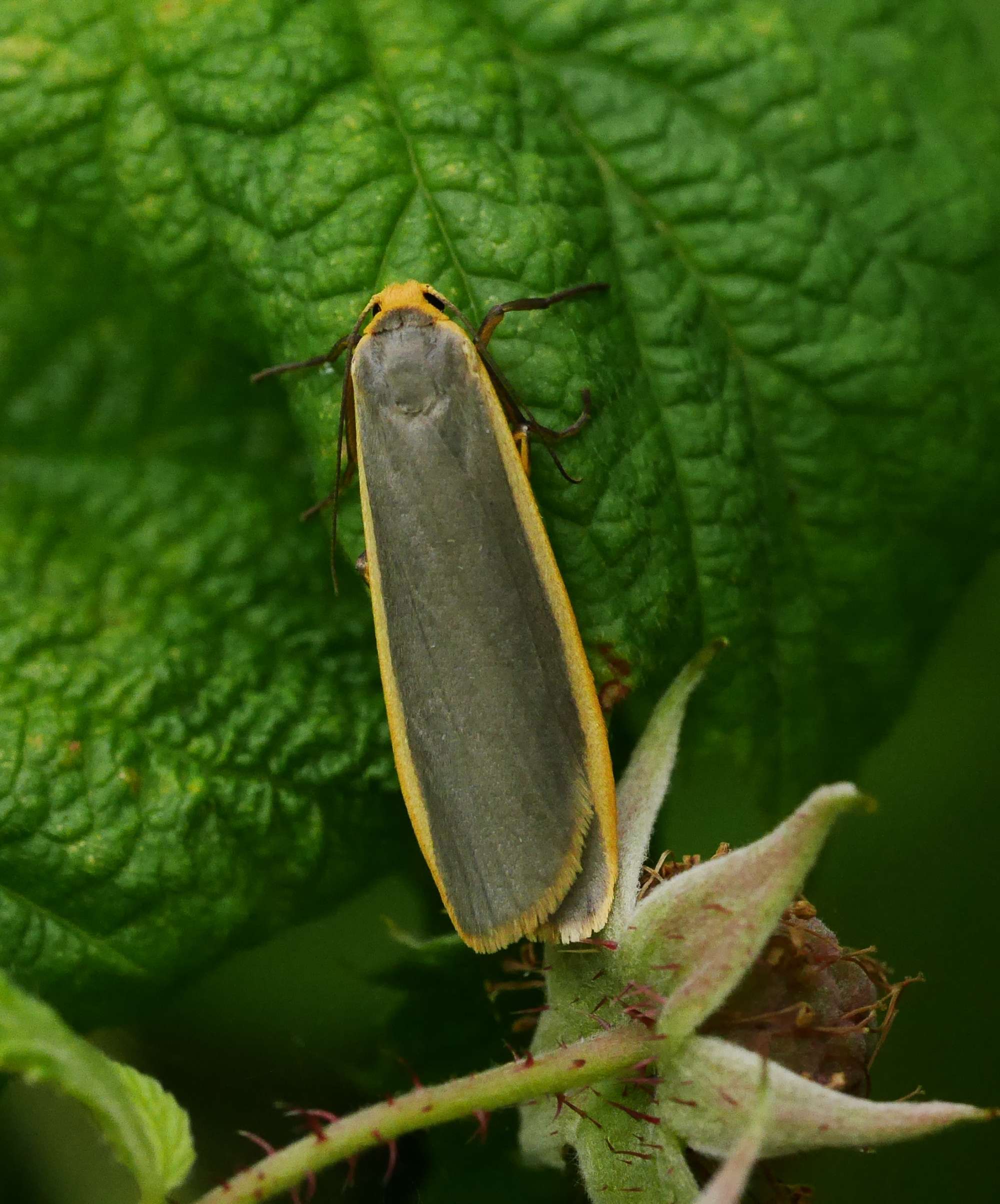 Common Footman (Eilema lurideola) photographed in Somerset by John Connolly