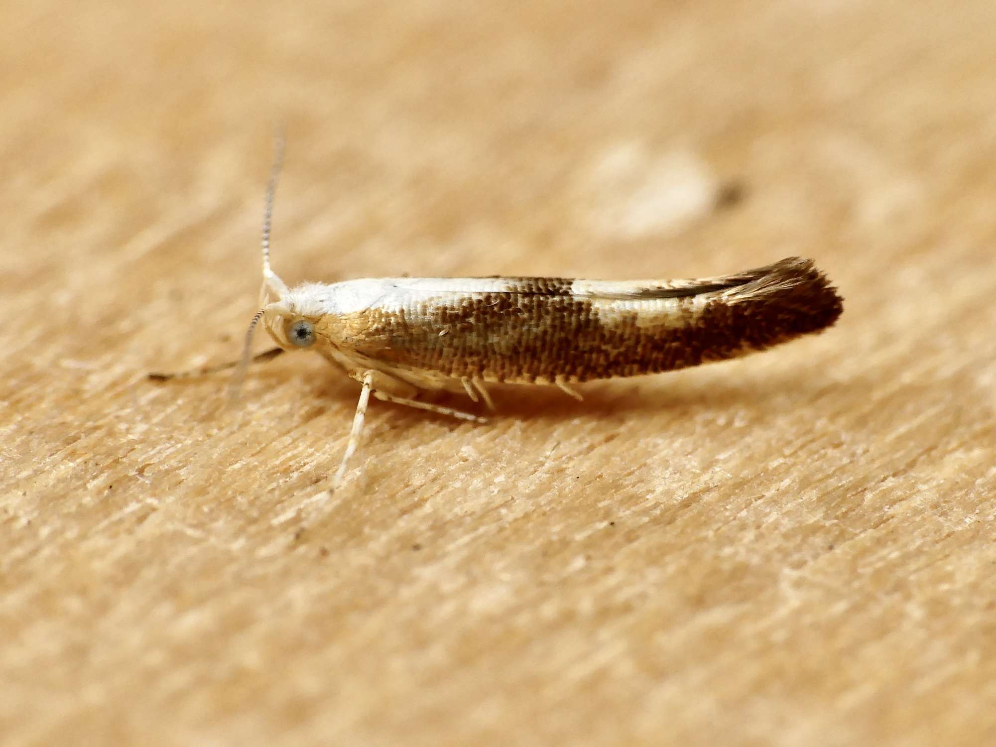 Purple Argent (Argyresthia albistria) photographed in Somerset by Paul Wilkins