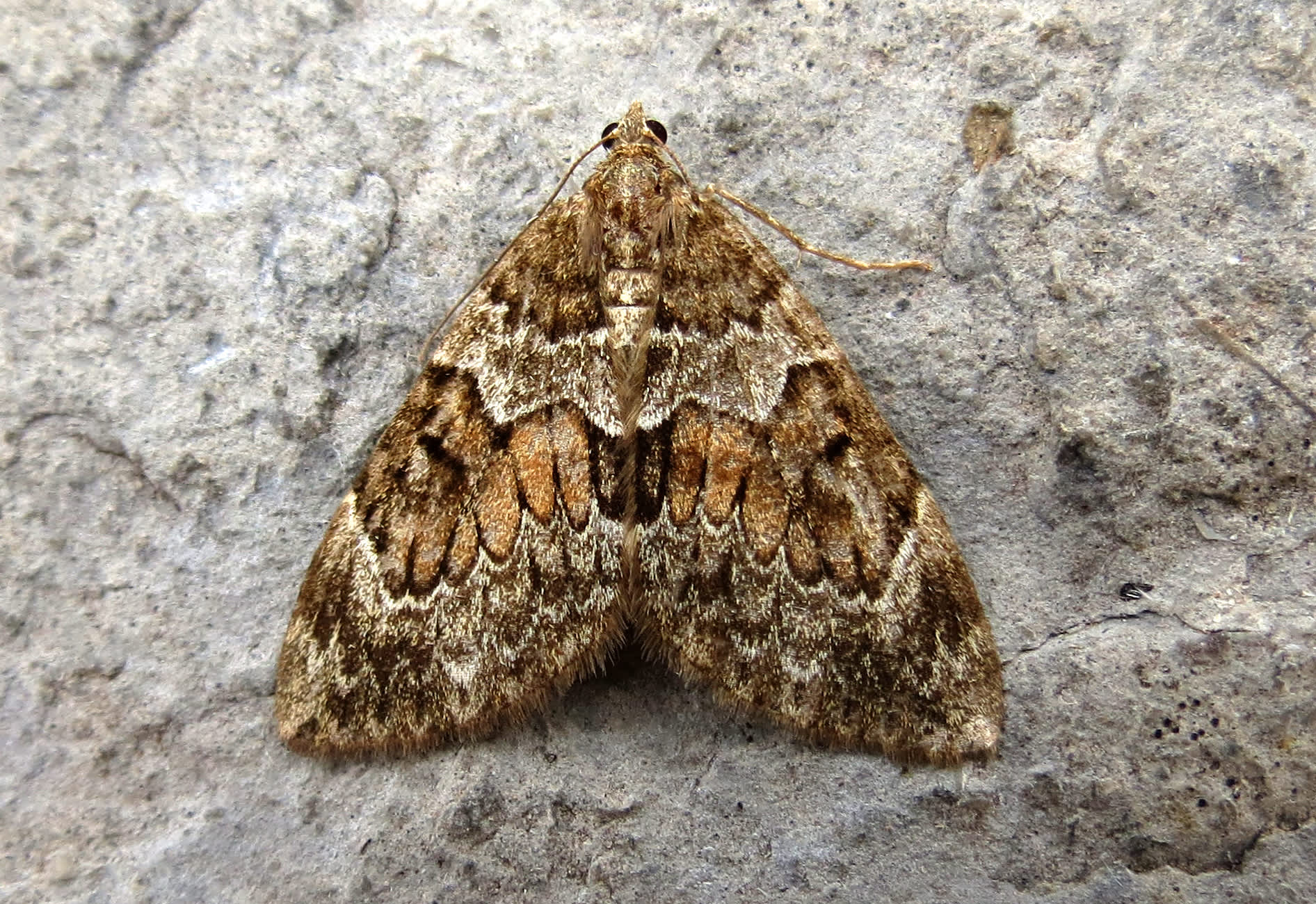 Spruce Carpet (Thera britannica) photographed in Somerset by Steve Chapple