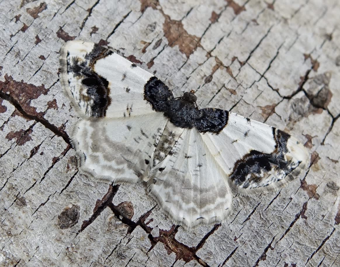 Scorched Carpet (Ligdia adustata) photographed in Somerset by Sue Davies