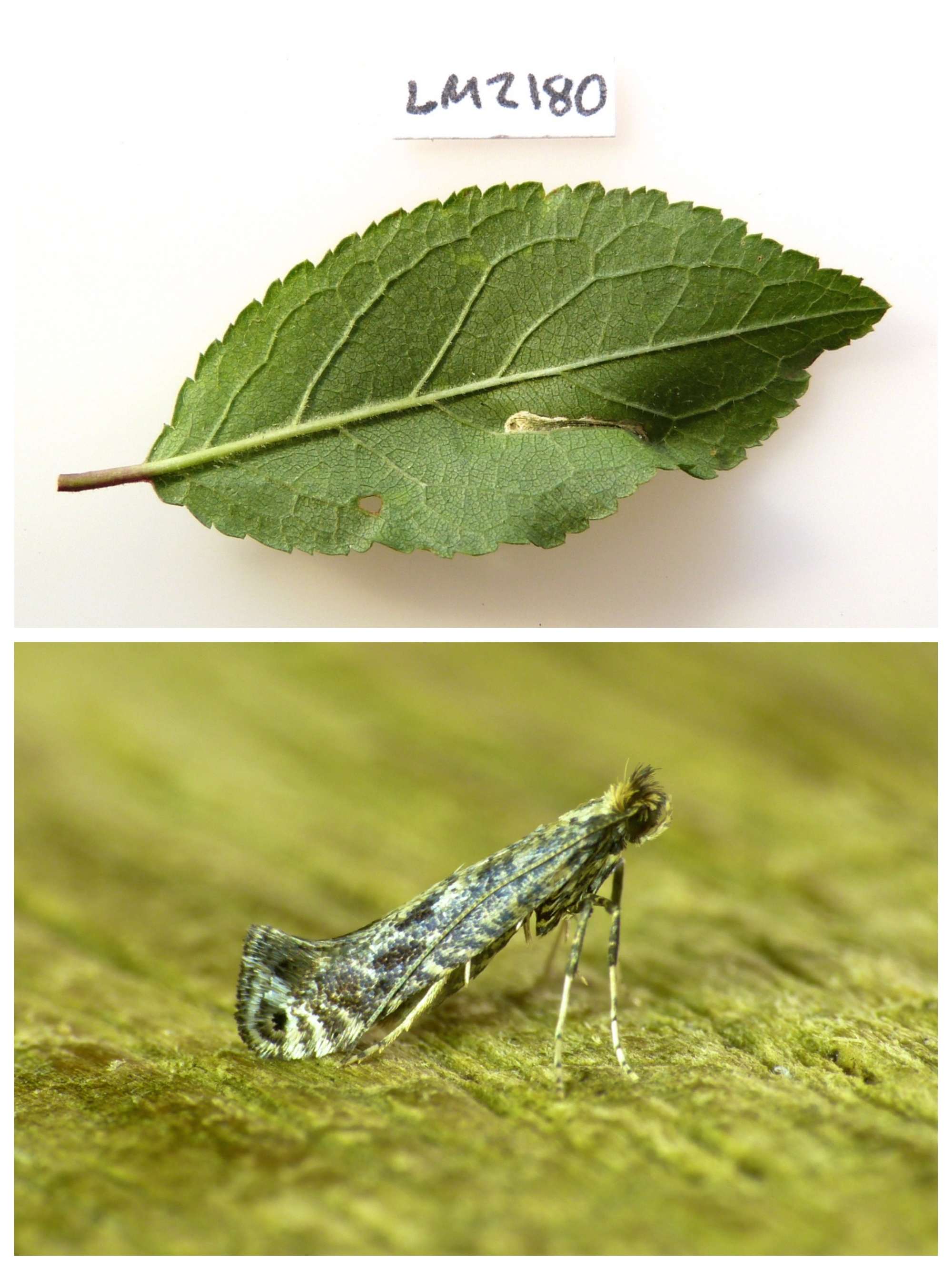 Pointed Slender (Parornix finitimella) photographed in Somerset by Paul Wilkins