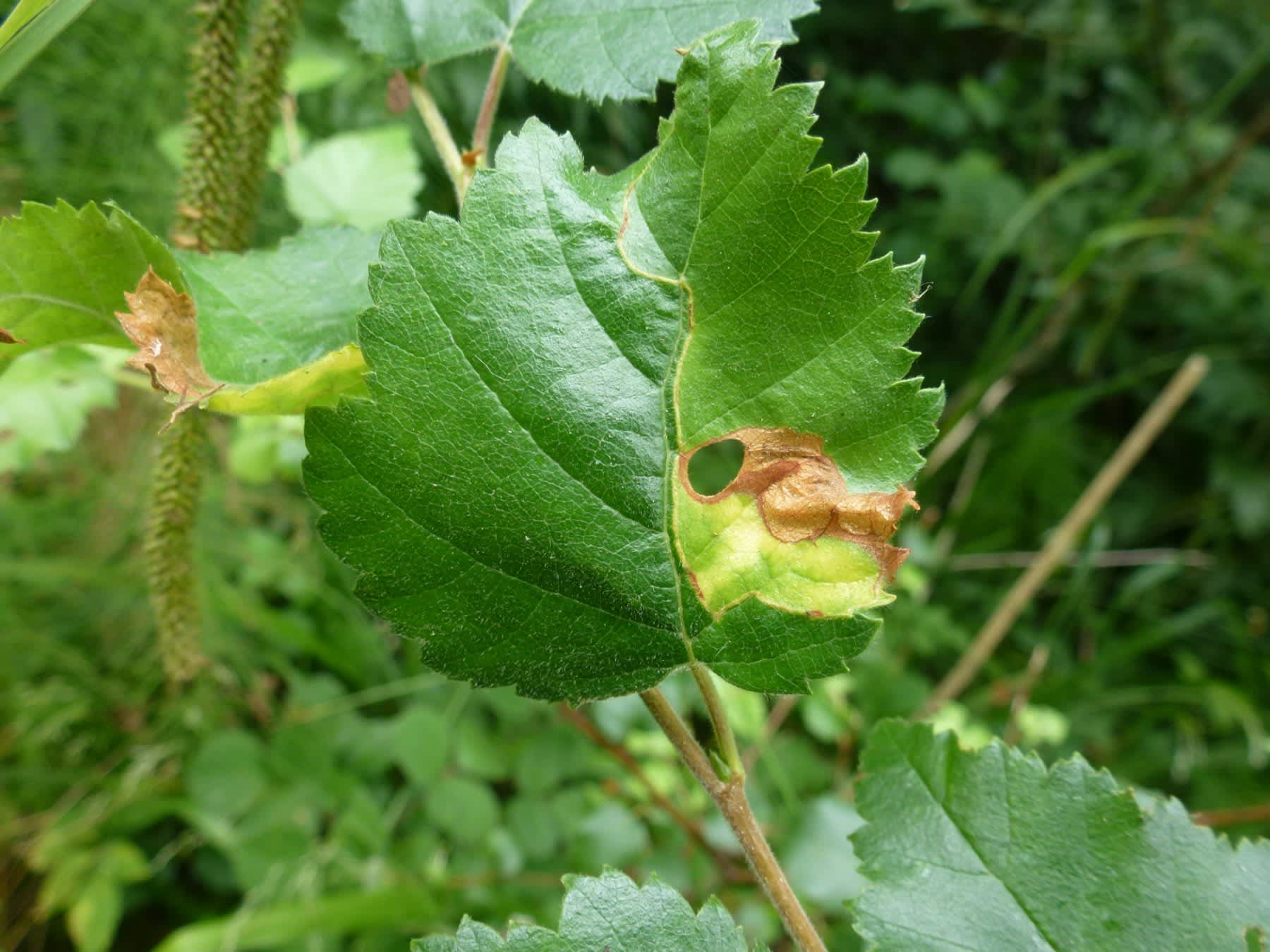 Striped Leaf-cutter (Phylloporia bistrigella) photographed in Somerset by Christopher Iles