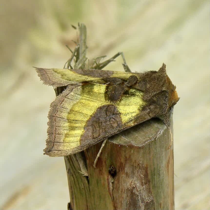 Burnished Brass (Diachrysia chrysitis) photographed in Somerset by Sue Davies