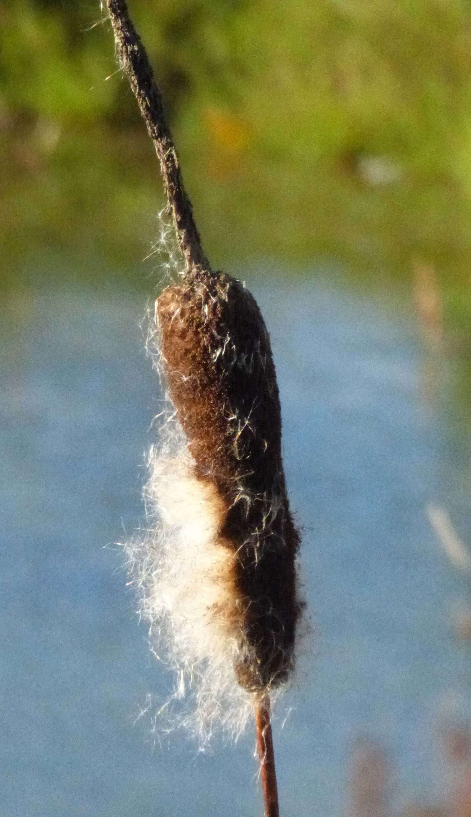 Bulrush Cosmet (Limnaecia phragmitella) photographed in Somerset by Jenny Vickers