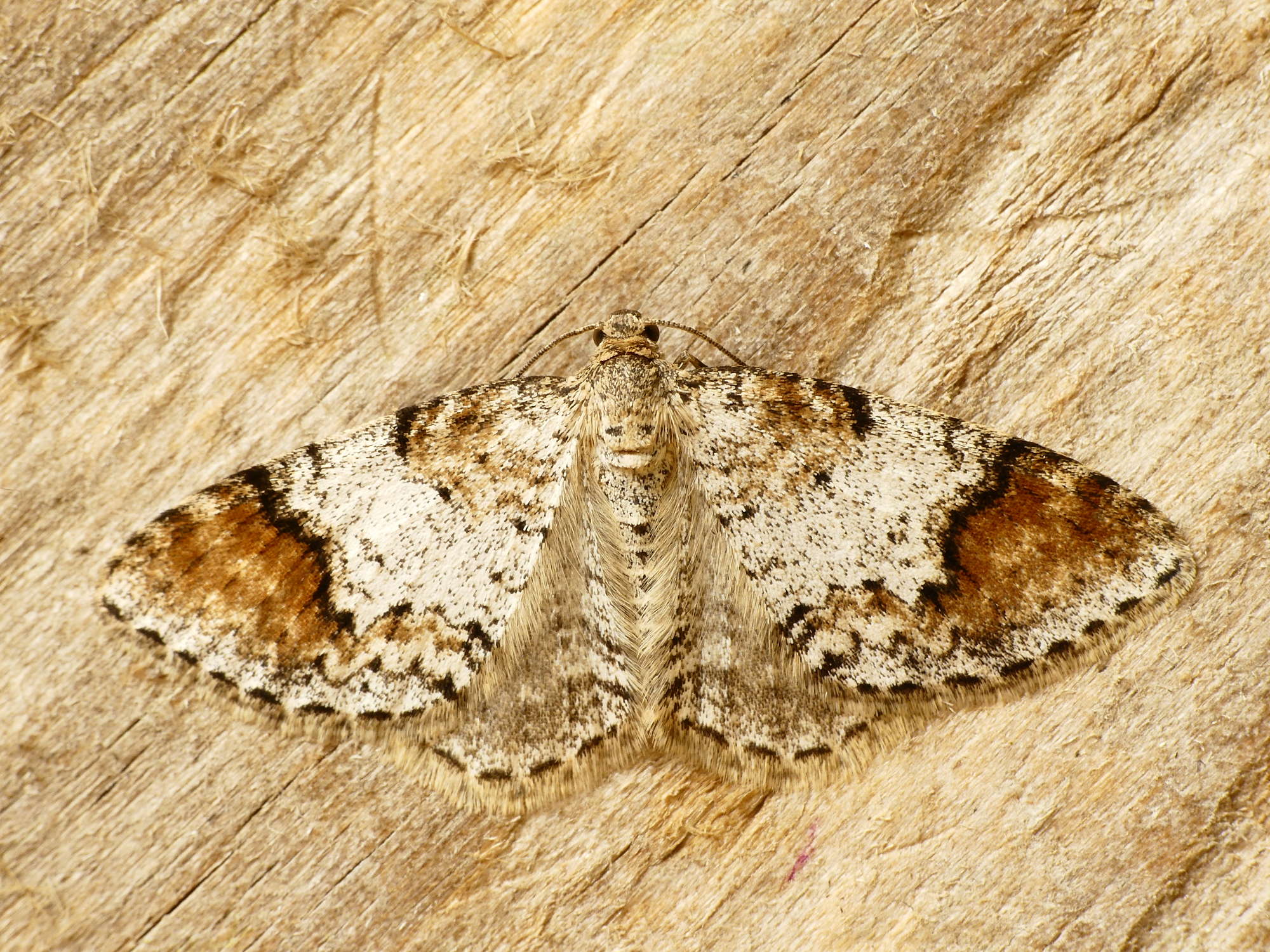 Blomer's Rivulet (Venusia blomeri) photographed in Somerset by Paul Wilkins
