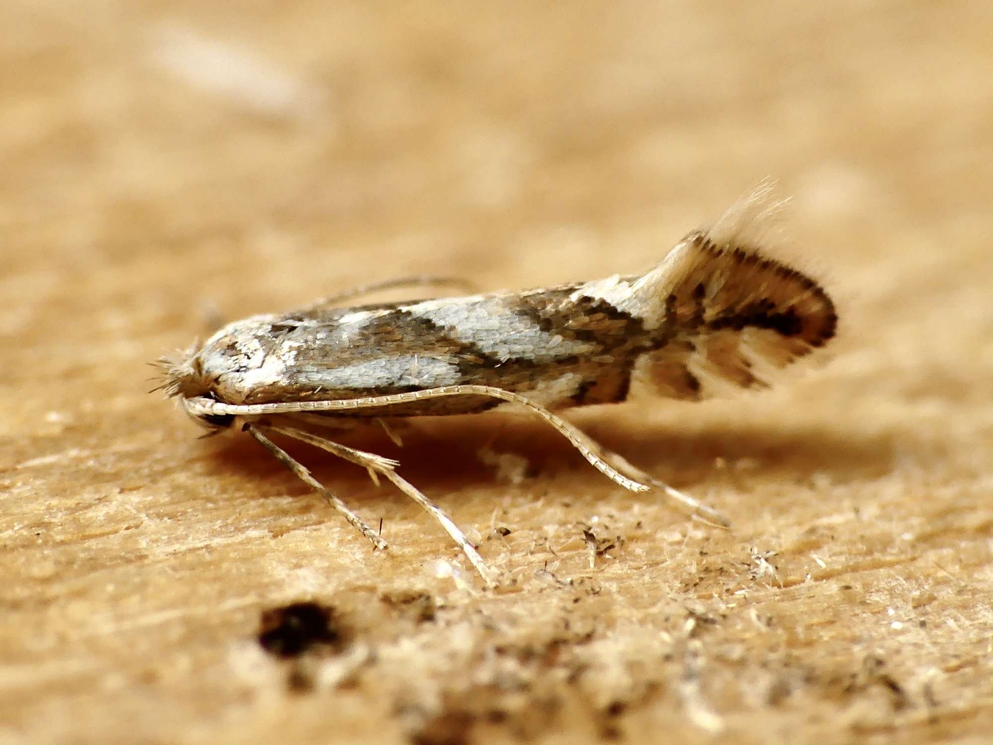 Brown Apple Midget (Phyllonorycter blancardella) photographed in Somerset by Paul Wilkins