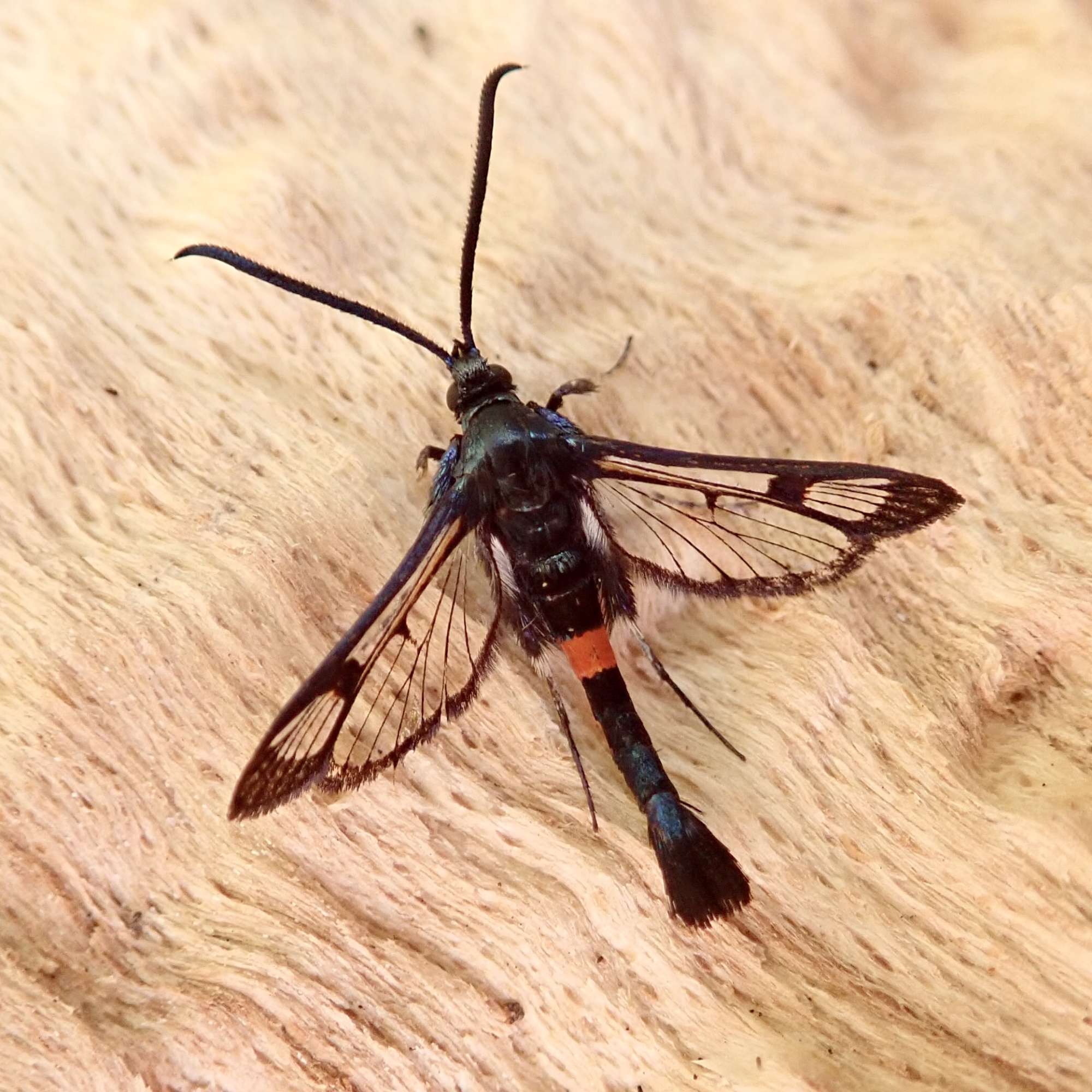 Red-belted Clearwing (Synanthedon myopaeformis) photographed in Somerset by Sue Davies