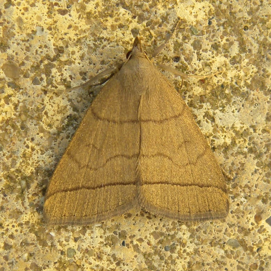 The Fan-foot (Herminia tarsipennalis) photographed in Somerset by Sue Davies